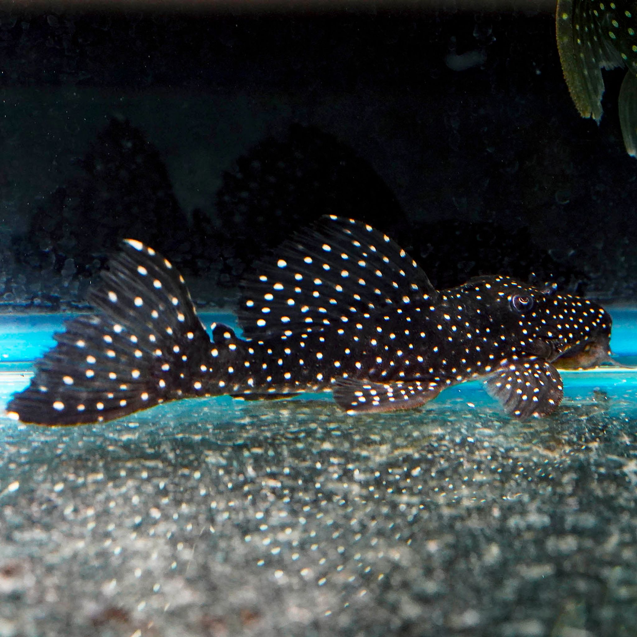 Galaxy (L-240) Plecostomus 6.25" WYSIWYG