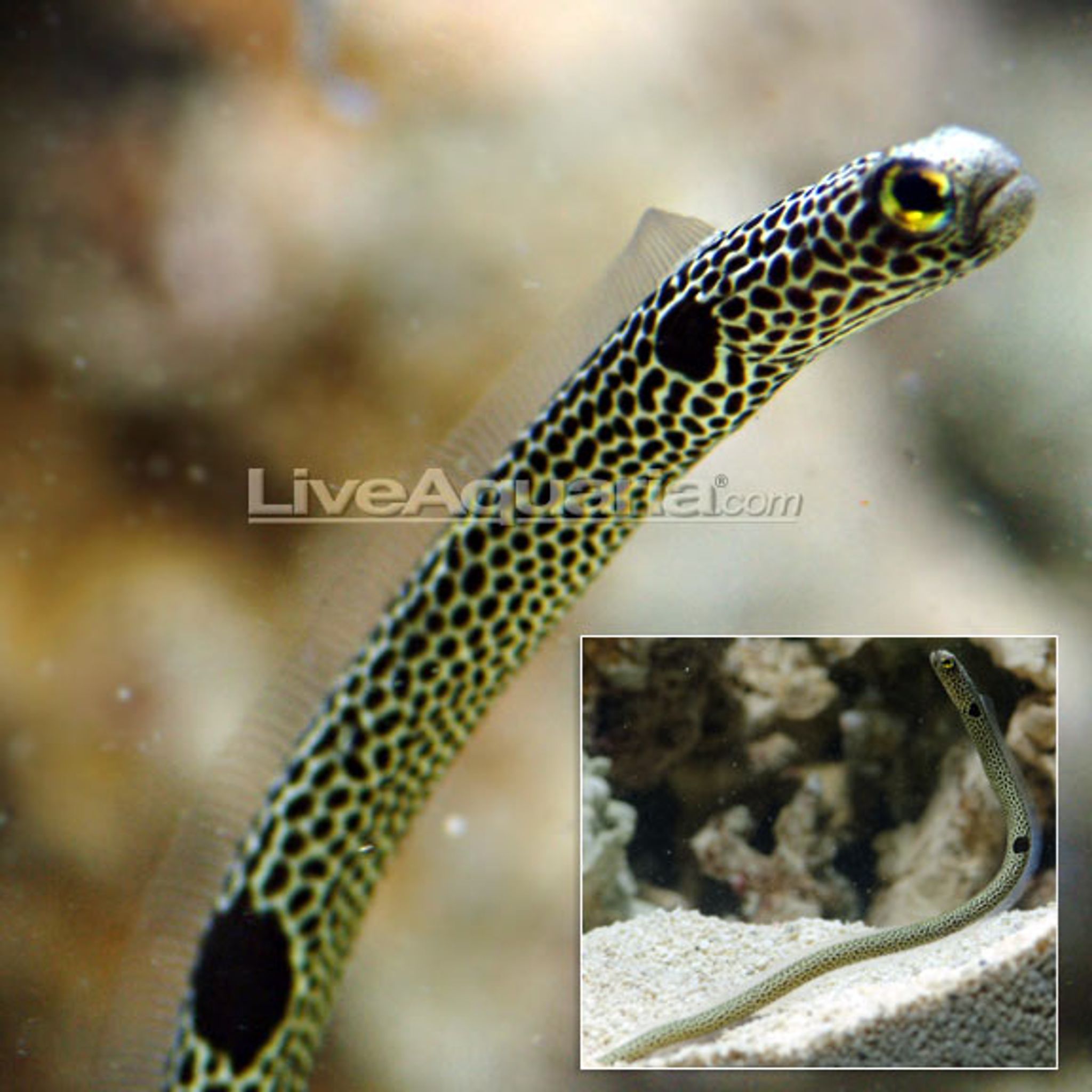 Marine Garden Eel EXPERT ONLY