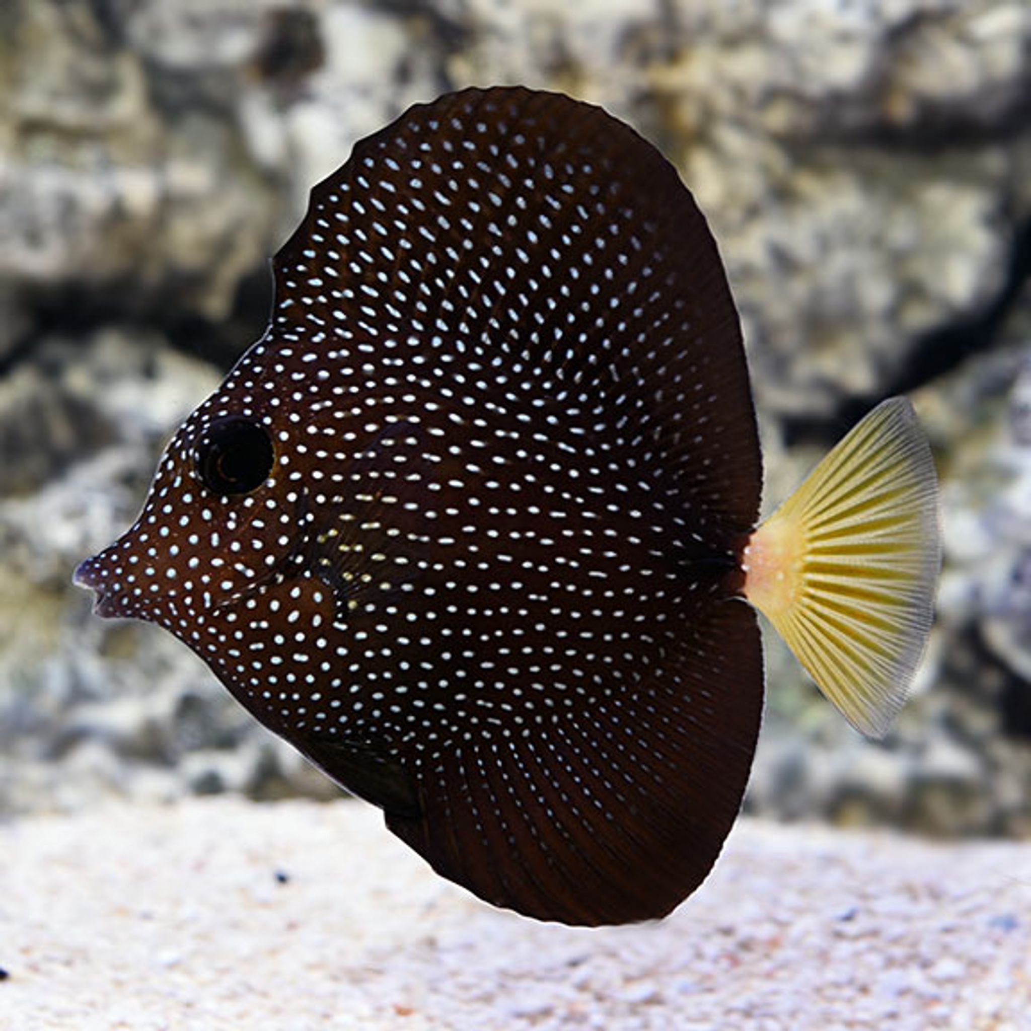 Gemmatum Tang (Zebrasoma gemmatum)