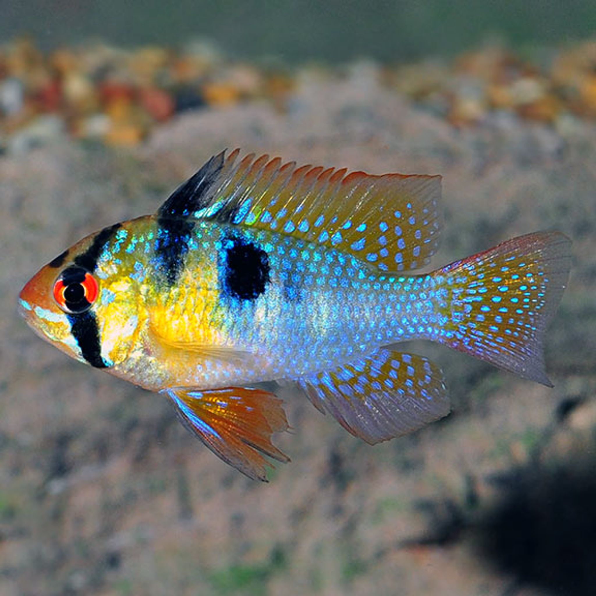 German Blue Ram EXPERT ONLY