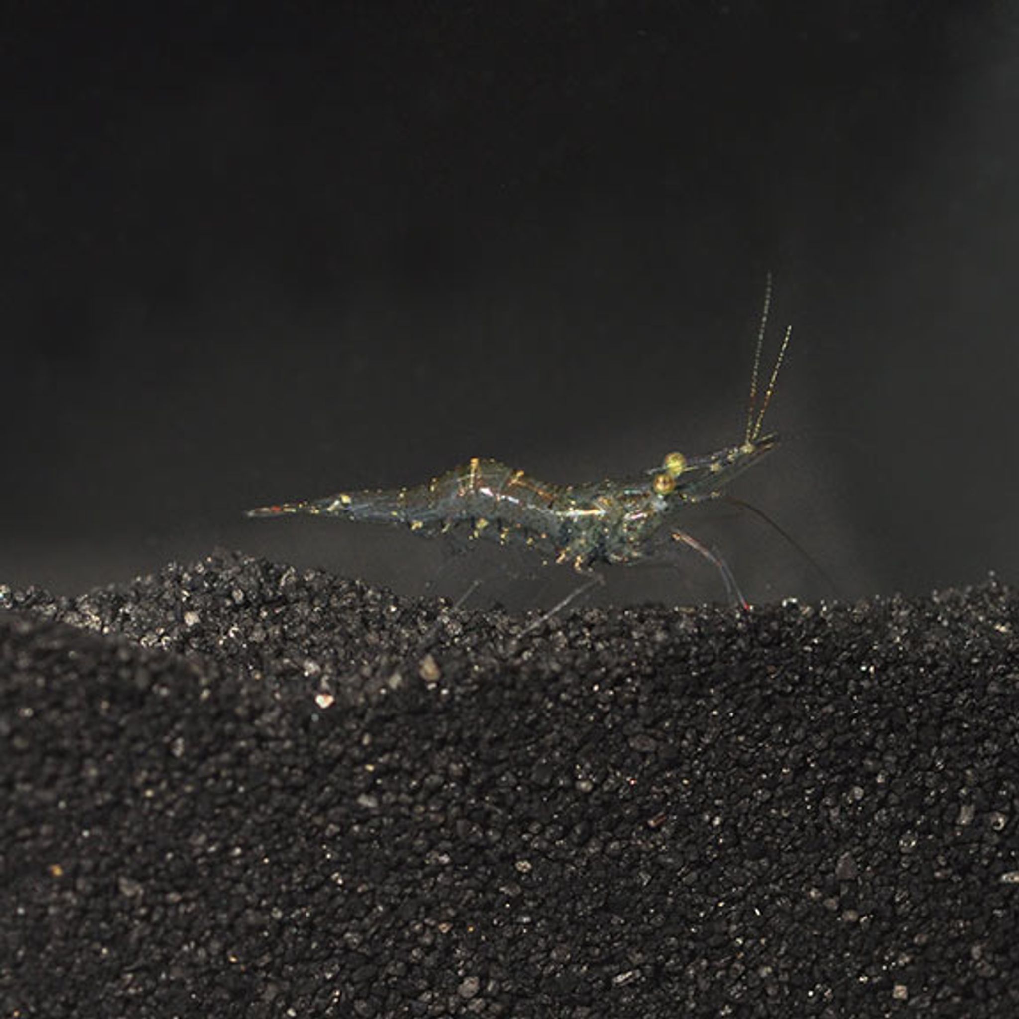 Ghost Shrimp Care Guide: Setup, Feeding, Water Parameters and Breeding
