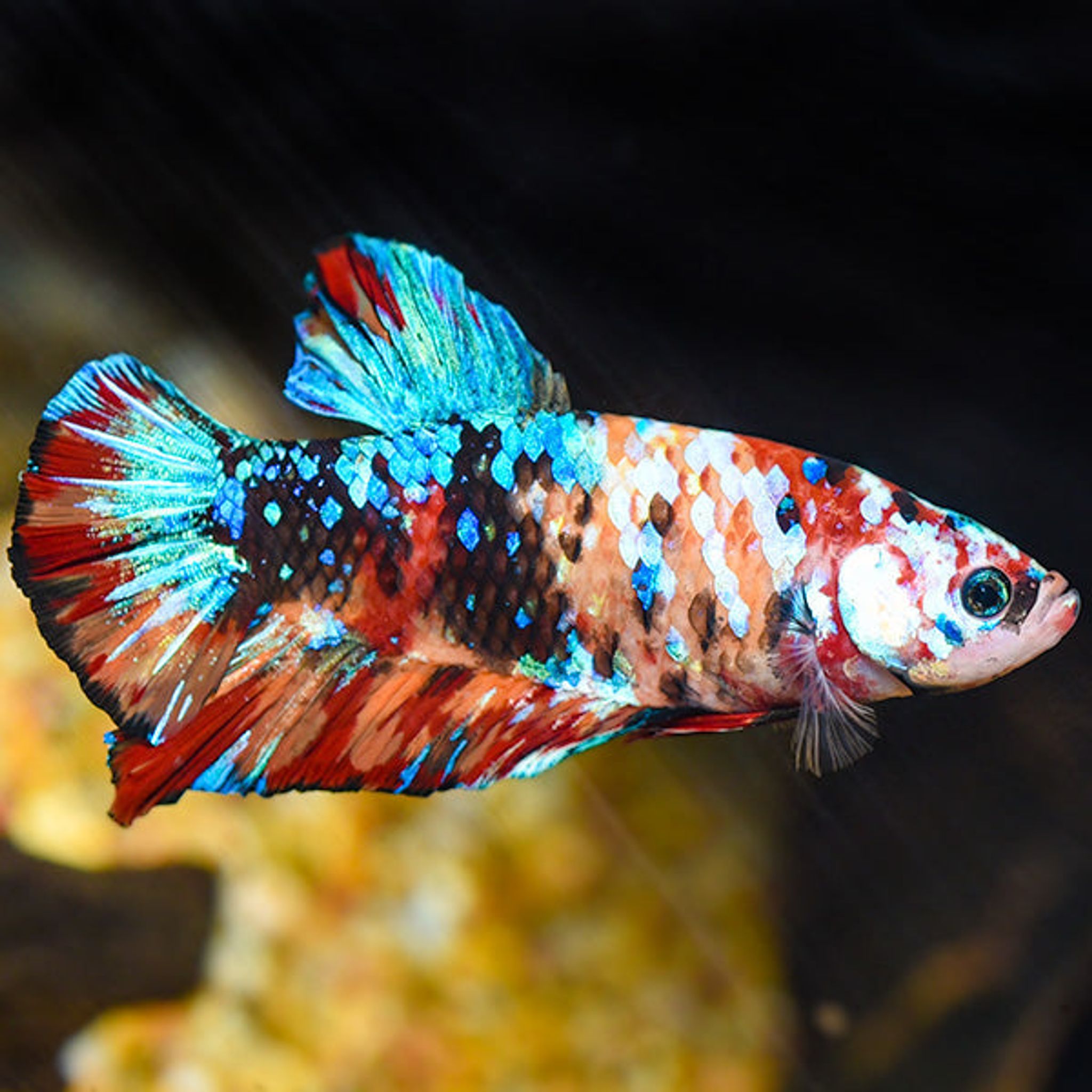 Giant Koi Halfmoon Plakat Betta, Male
