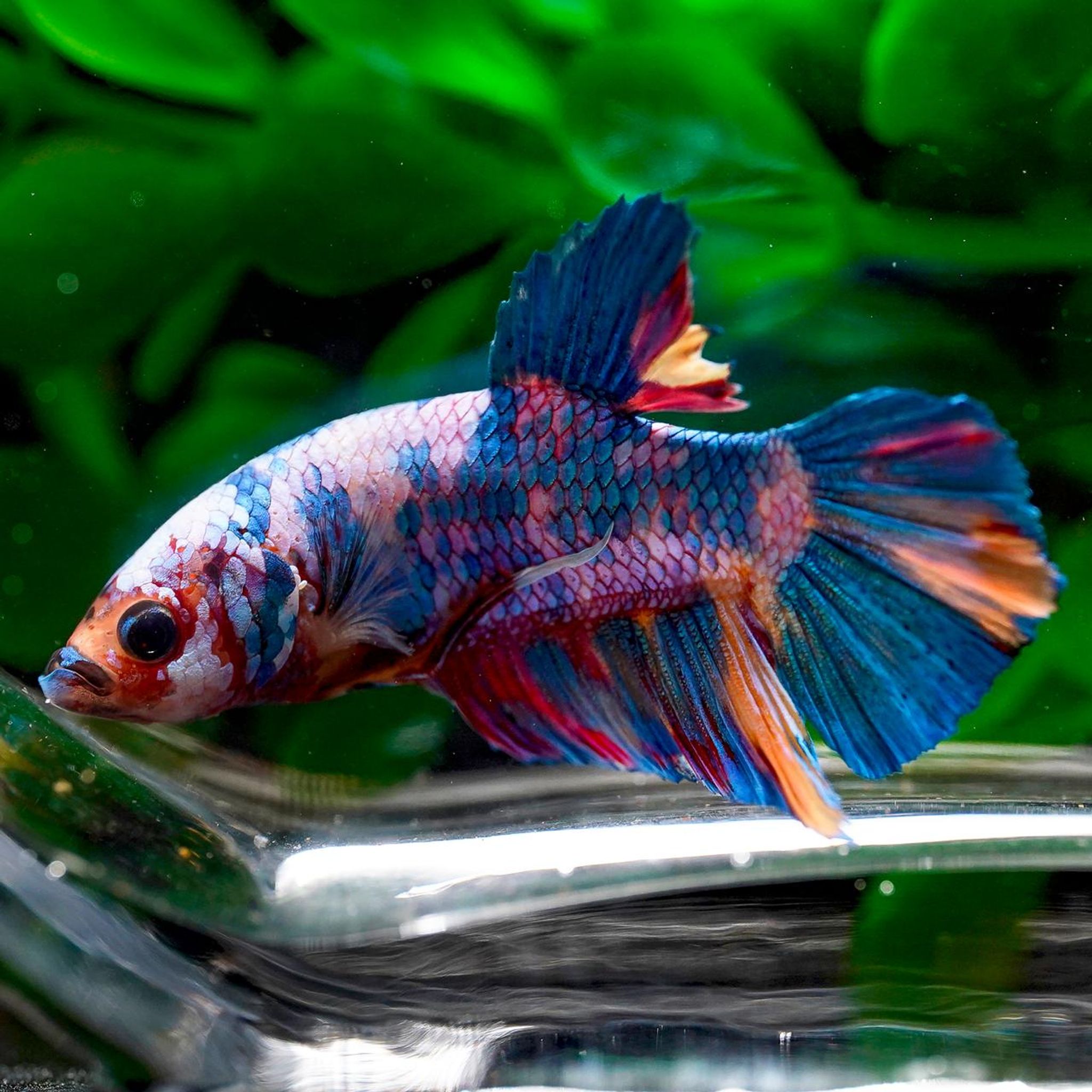 Giant Plakat Multi-Color (Betta splendens)
