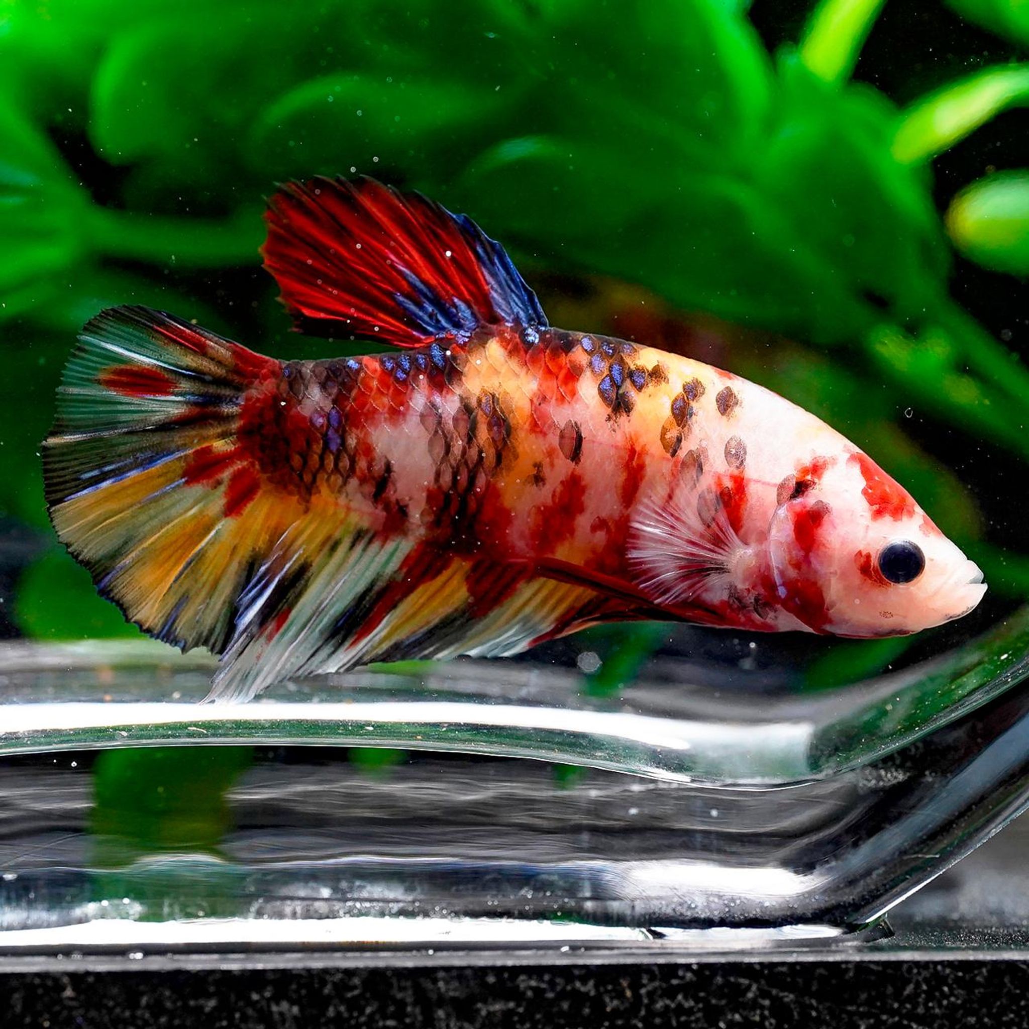 Giant Koi Plakat Betta (Betta splendens)