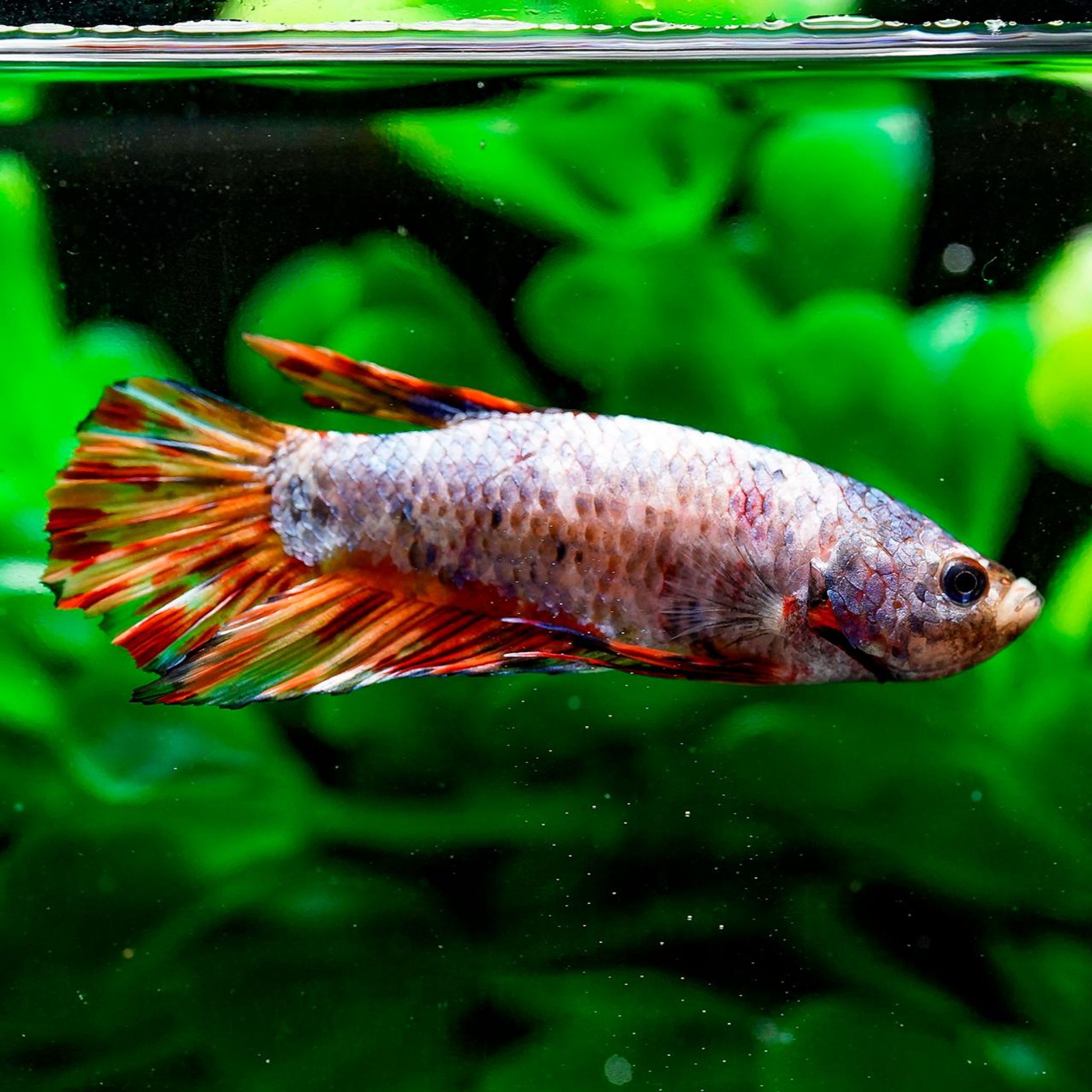 Giant Plakat Betta (Betta splendens)