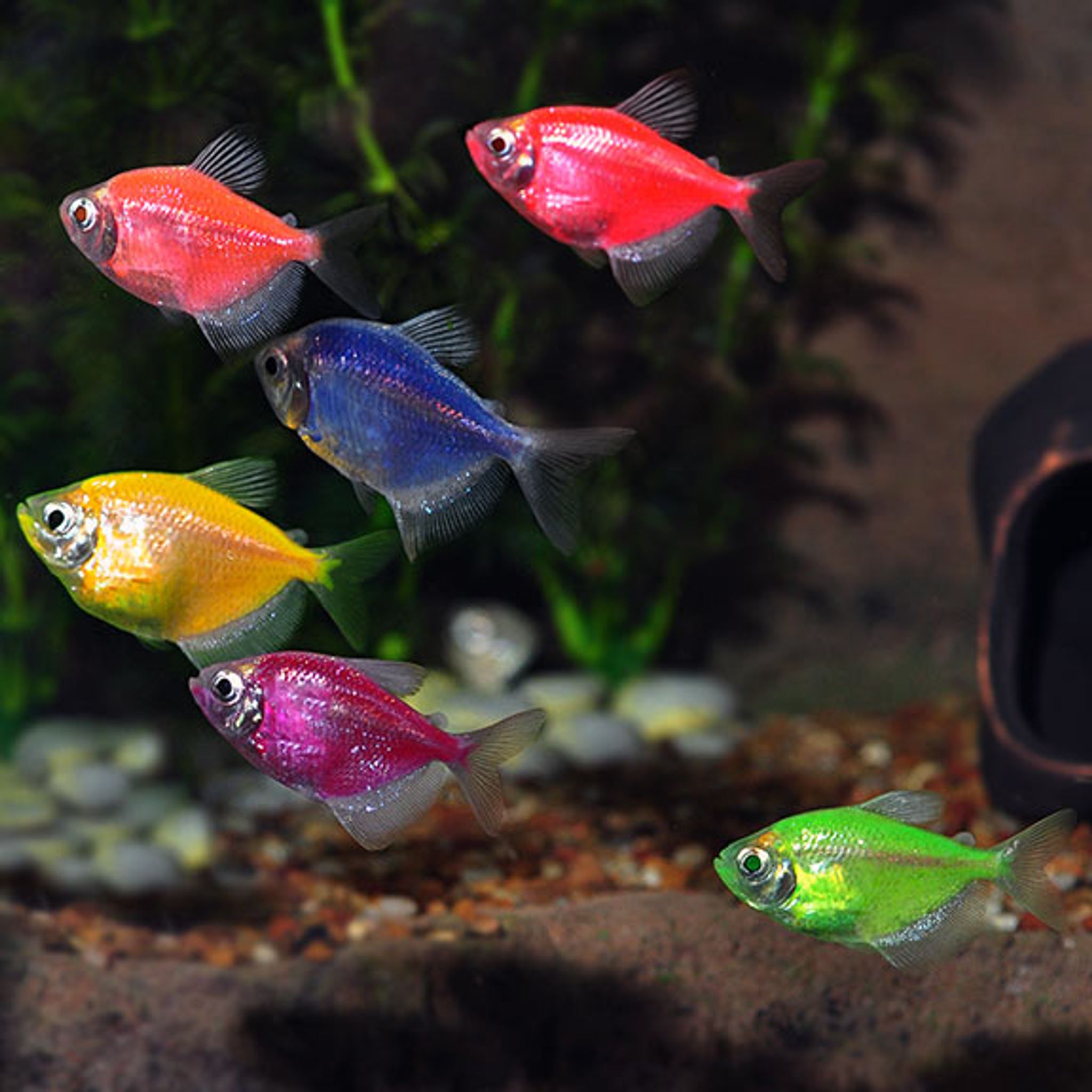 GloFish® Tetra Assorted 18 Pack (3 of each color)
