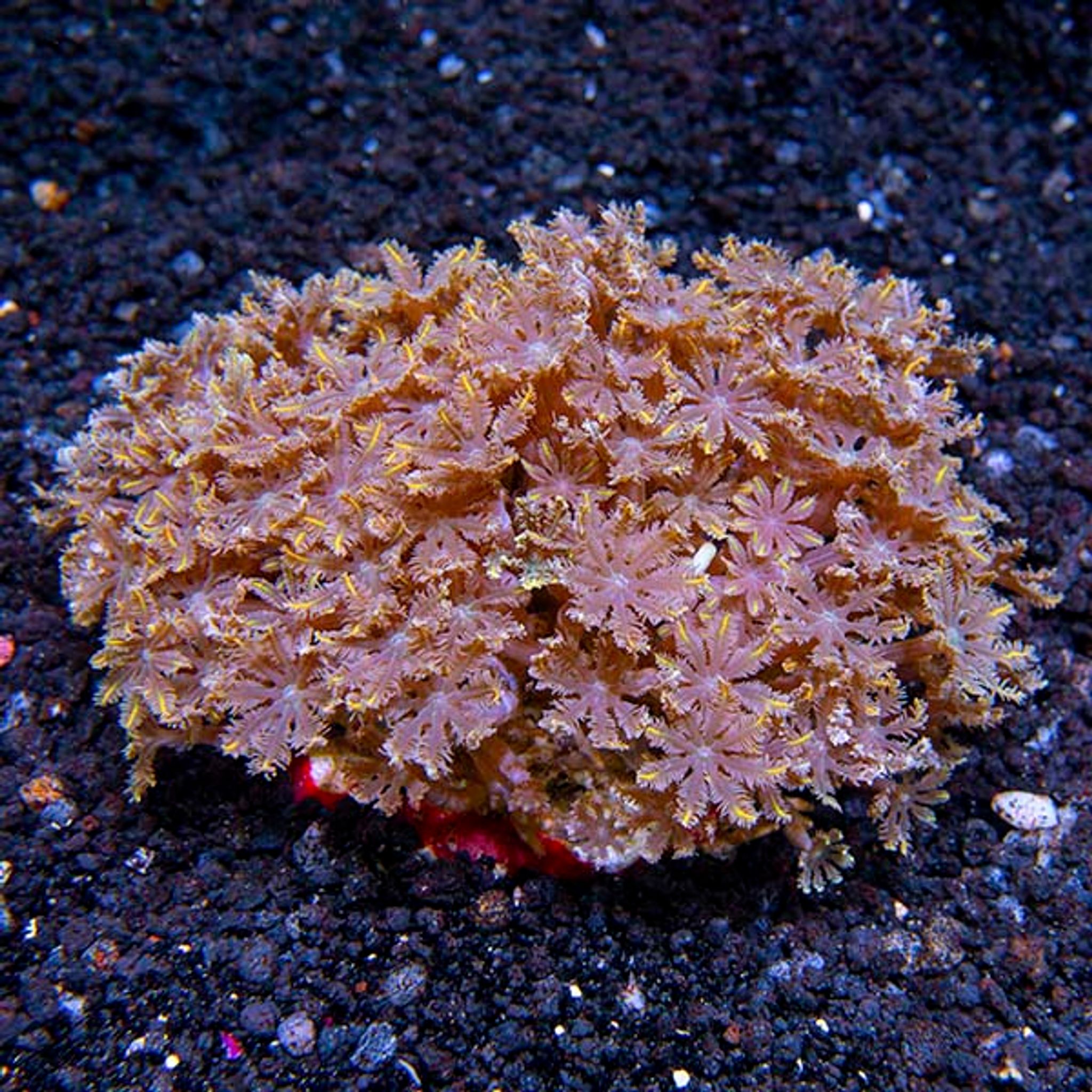 Glove Polyp