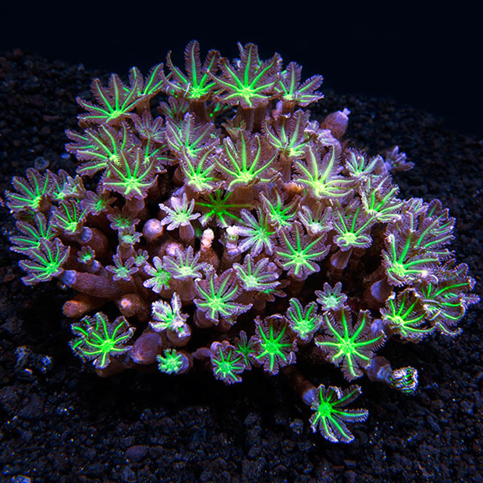 Glove Polyp