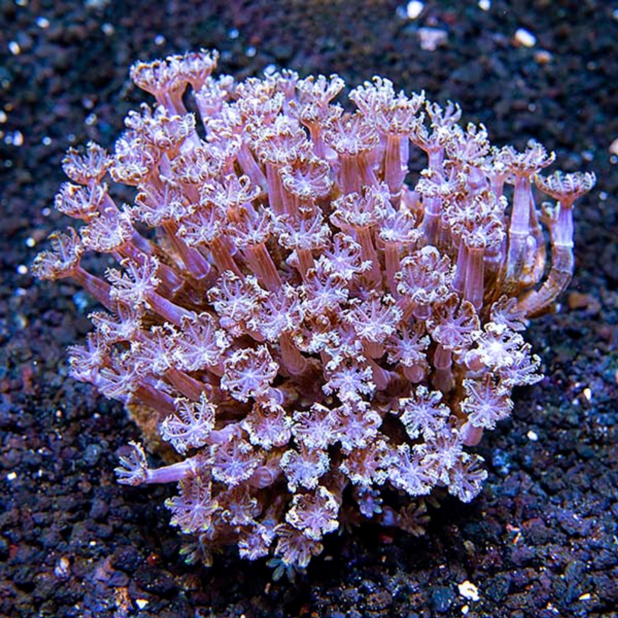 Glove Polyp