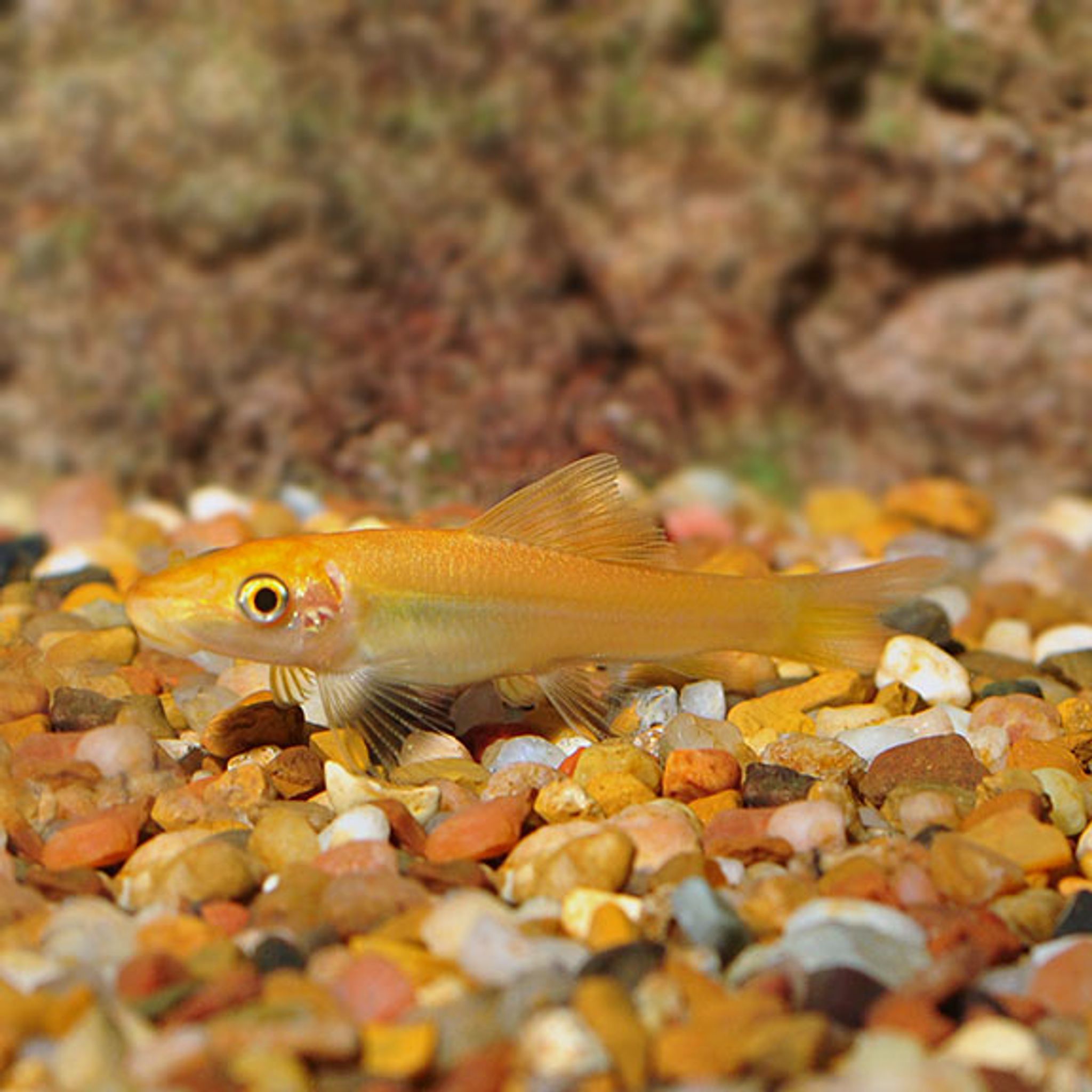 Gold Algae Eater