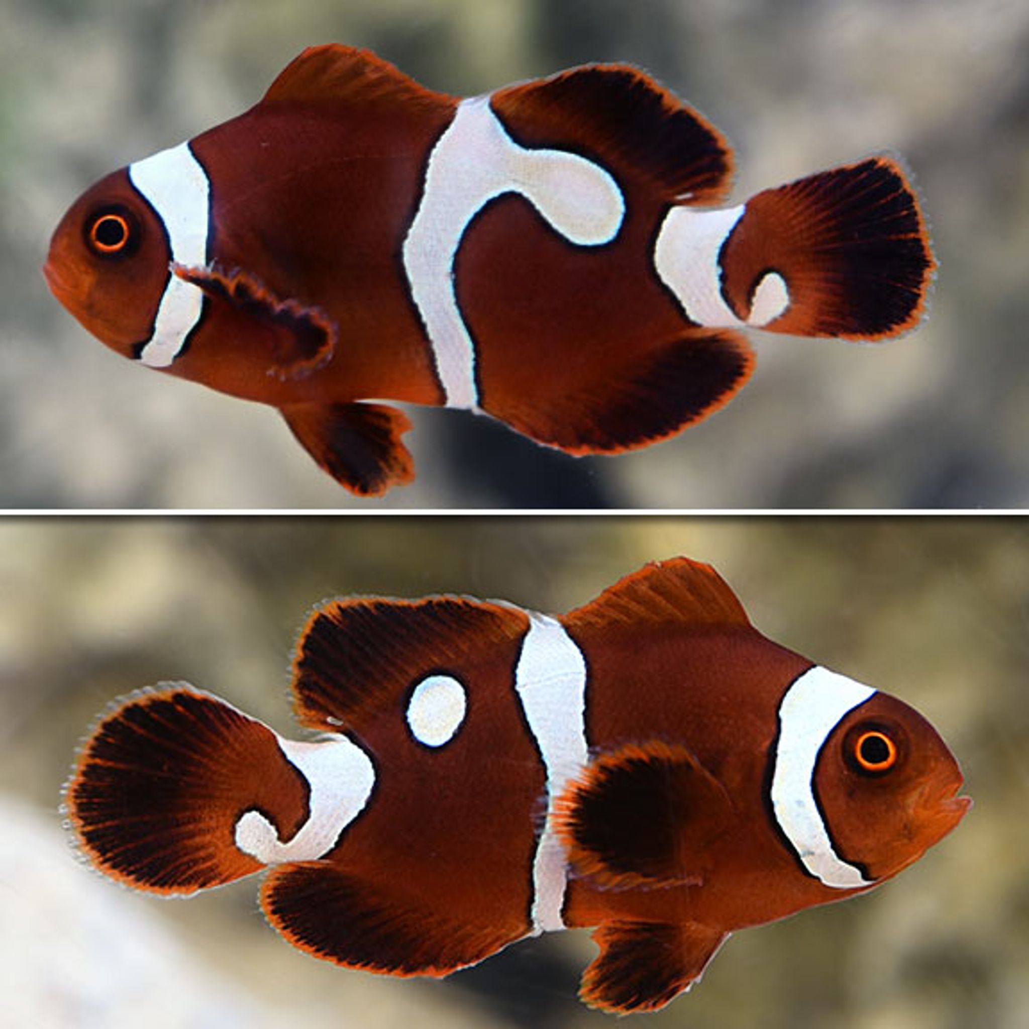 Proaquatix Gold Dot Maroon Clownfish, Captive-Bred