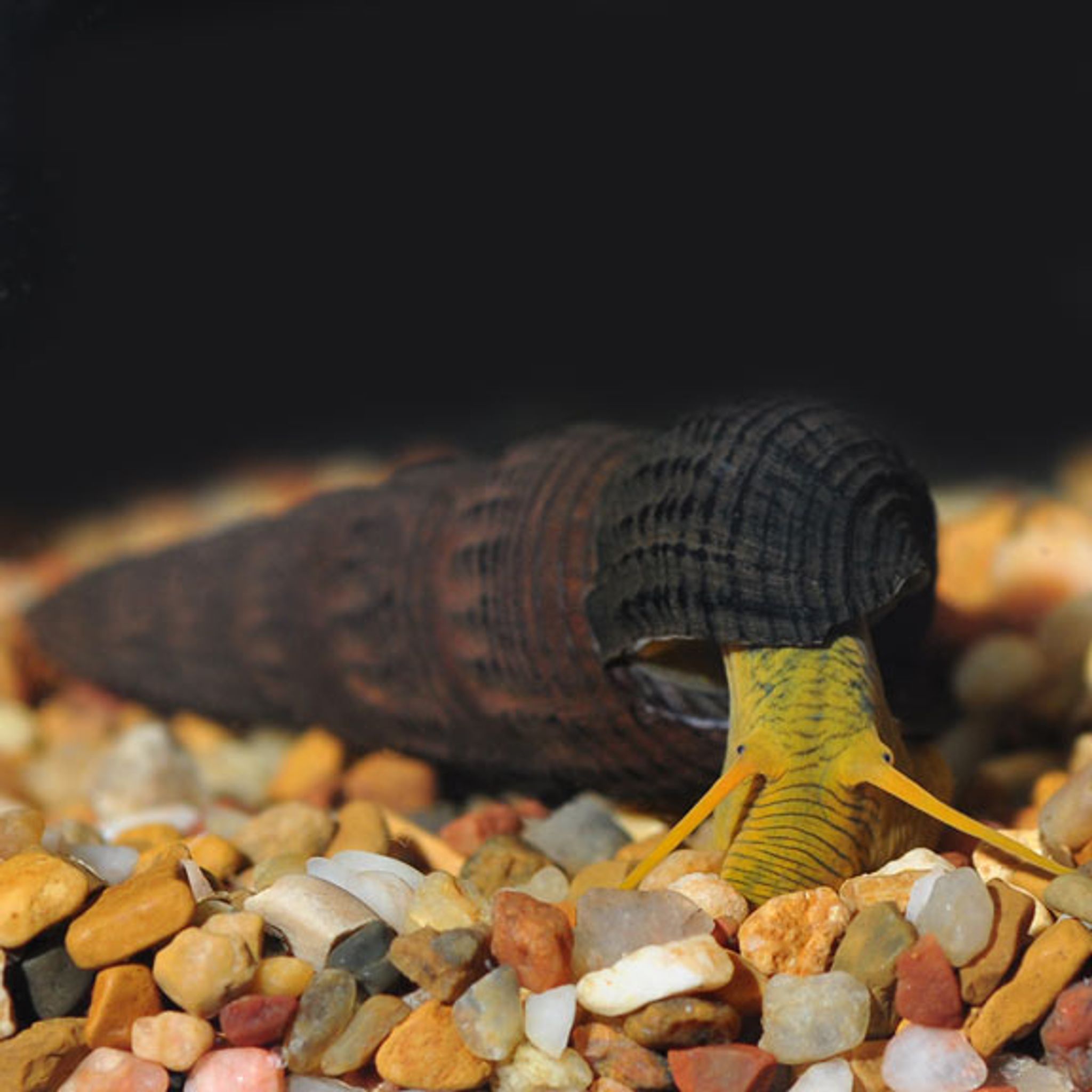 Rabbit Snail Care Guide: Setup, Feeding, Water Parameters and Breeding
