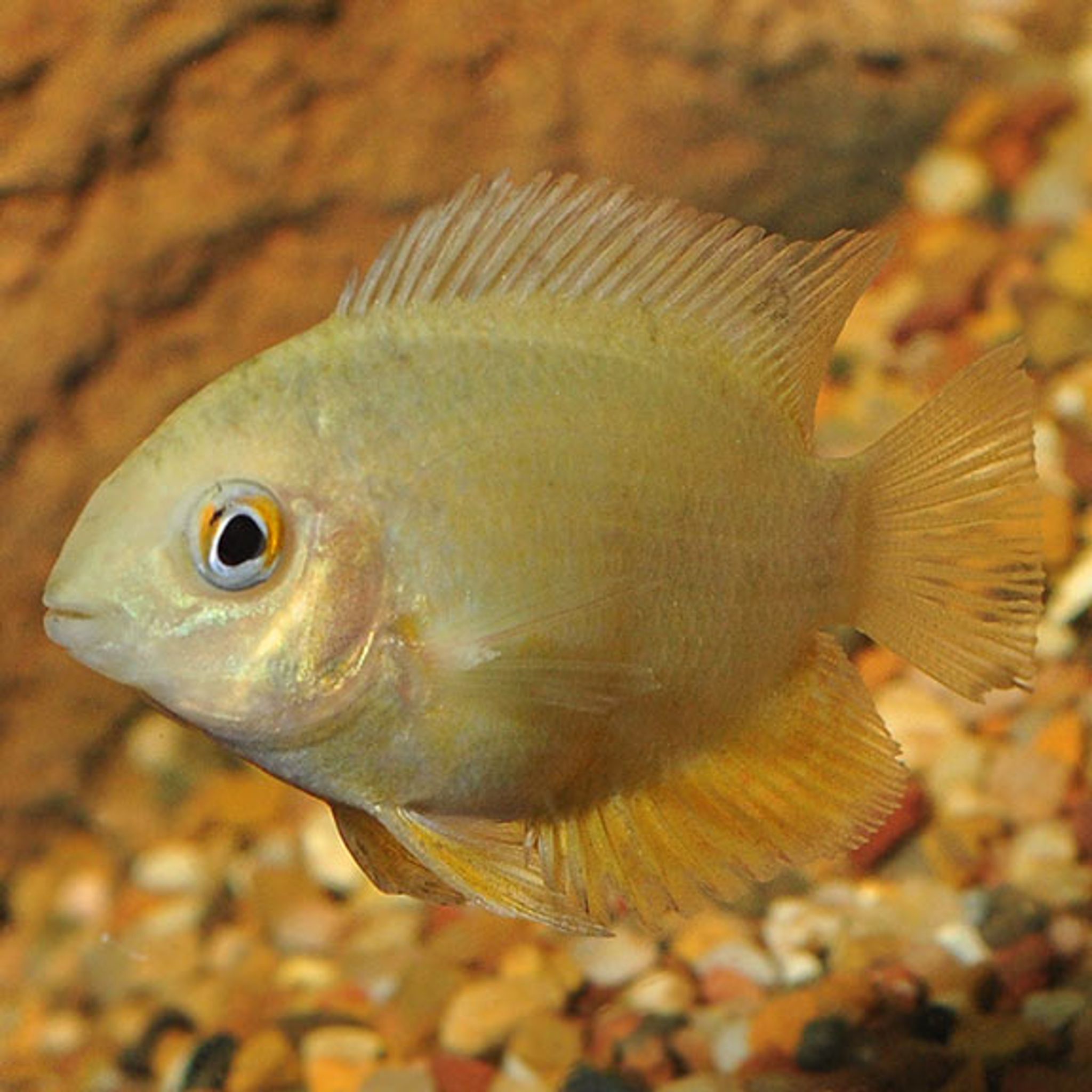 What Do Severum Eat? A Practical Feeding Guide