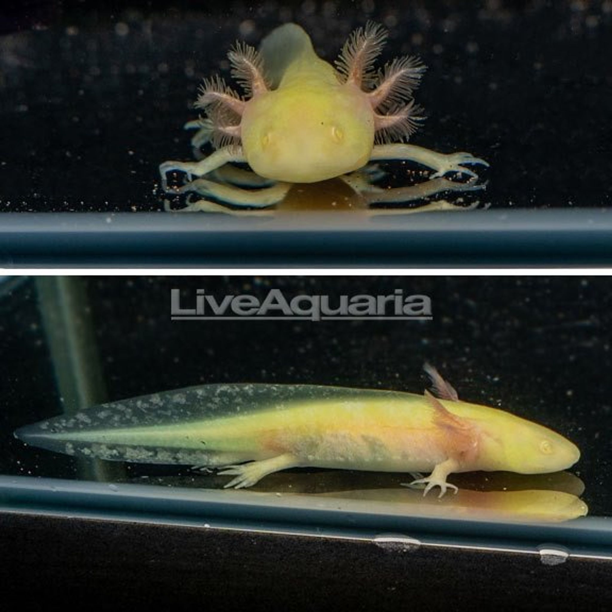 How Big Do Axolotl Get? Growth Rate, Adult Size and Tank Planning