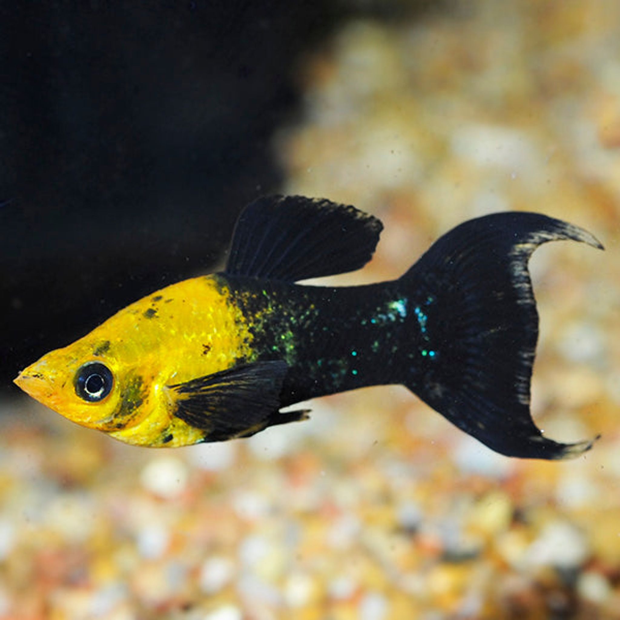 Golden Black Lyretail Molly