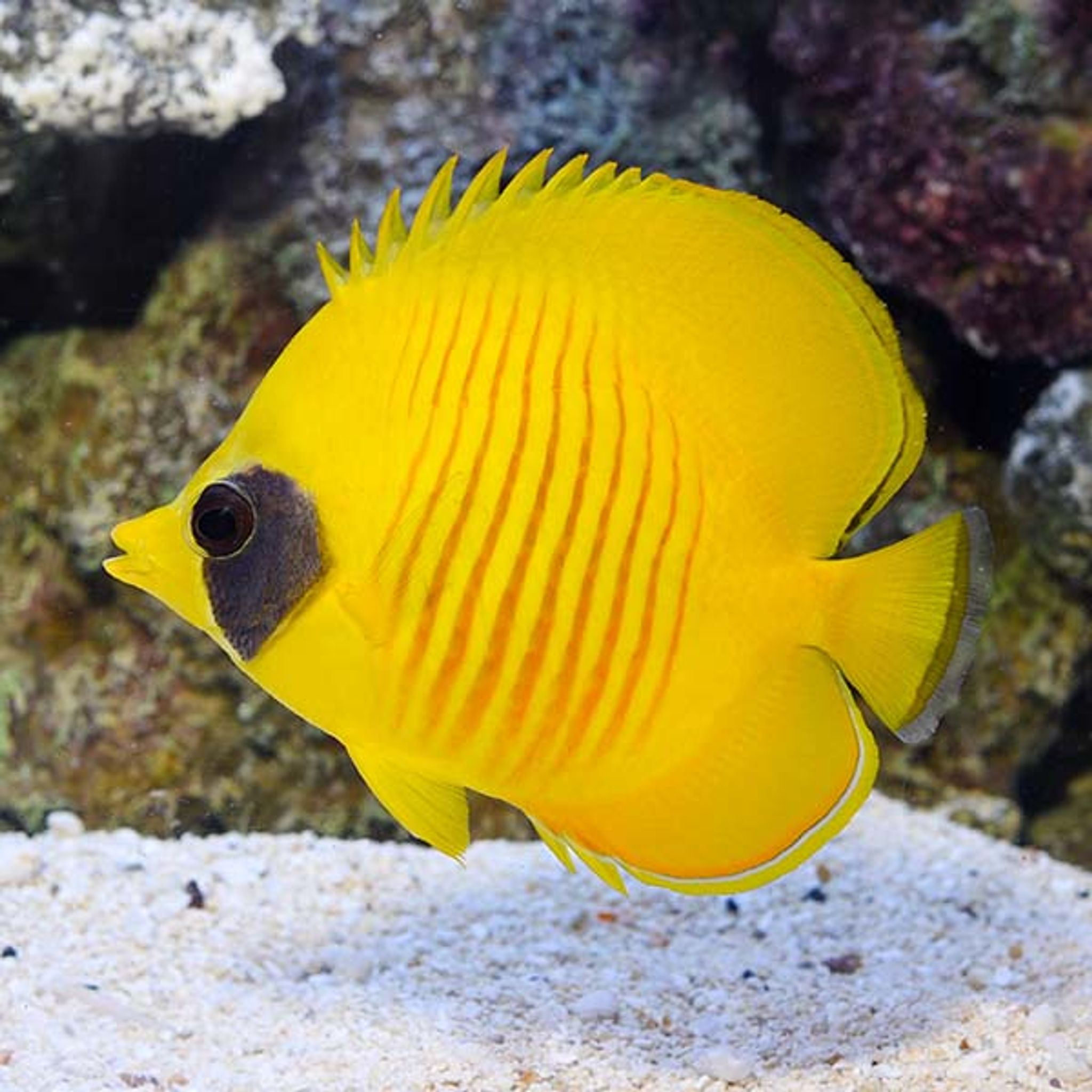 Golden Semilarvatus Butterflyfish (Chaetodon semilarvatus)
