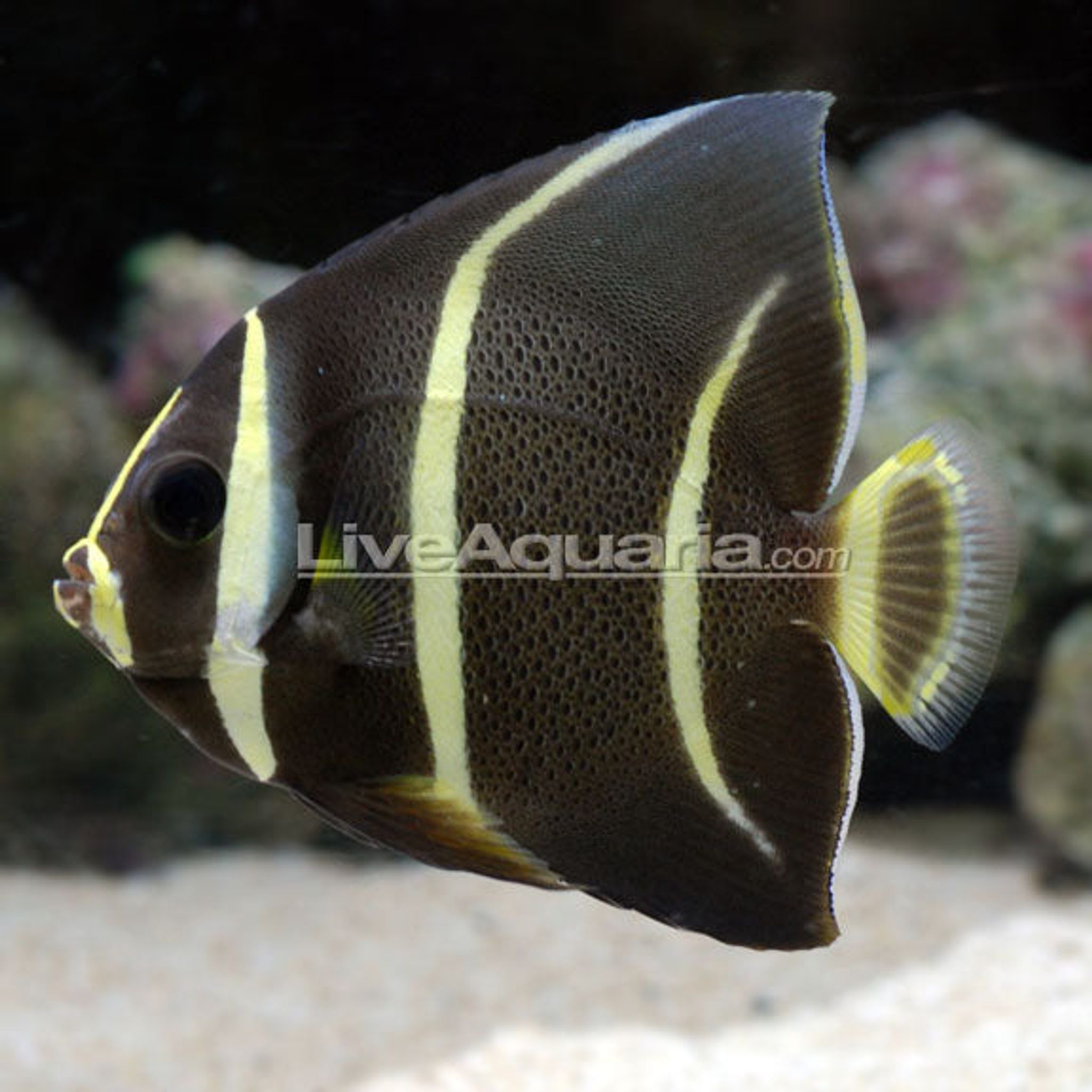 Gray (Black) Angelfish (Pomacanthus arcuatus)