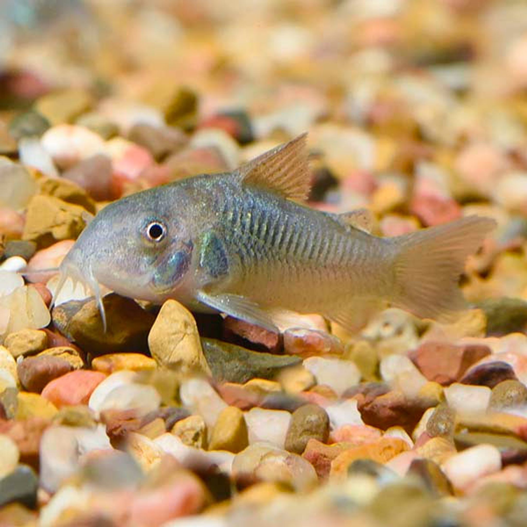 Green (Bronze) Aeneus Cory Cat (Corydoras aeneus)