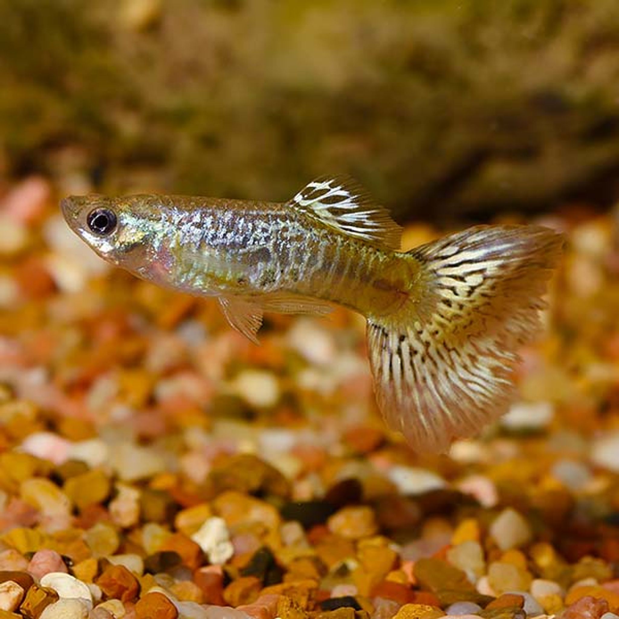 Green Cobra Guppy, Male (Poecilia reticulata)