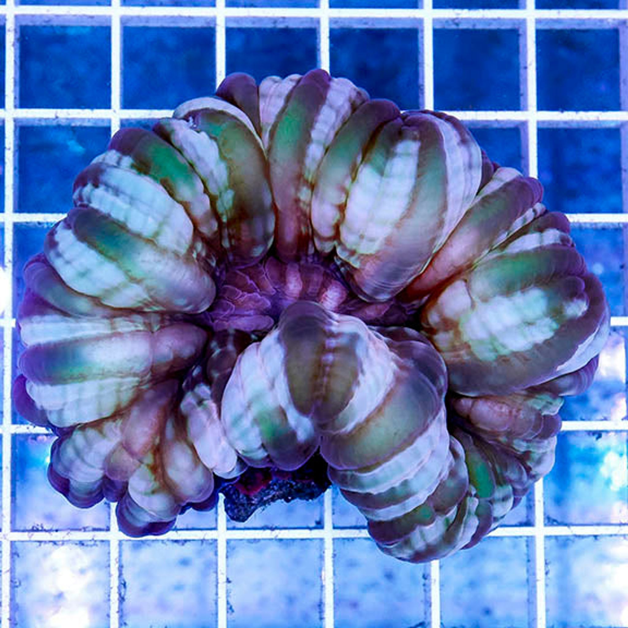 Green Cynarina Button Coral 2.75" WYSIWYG