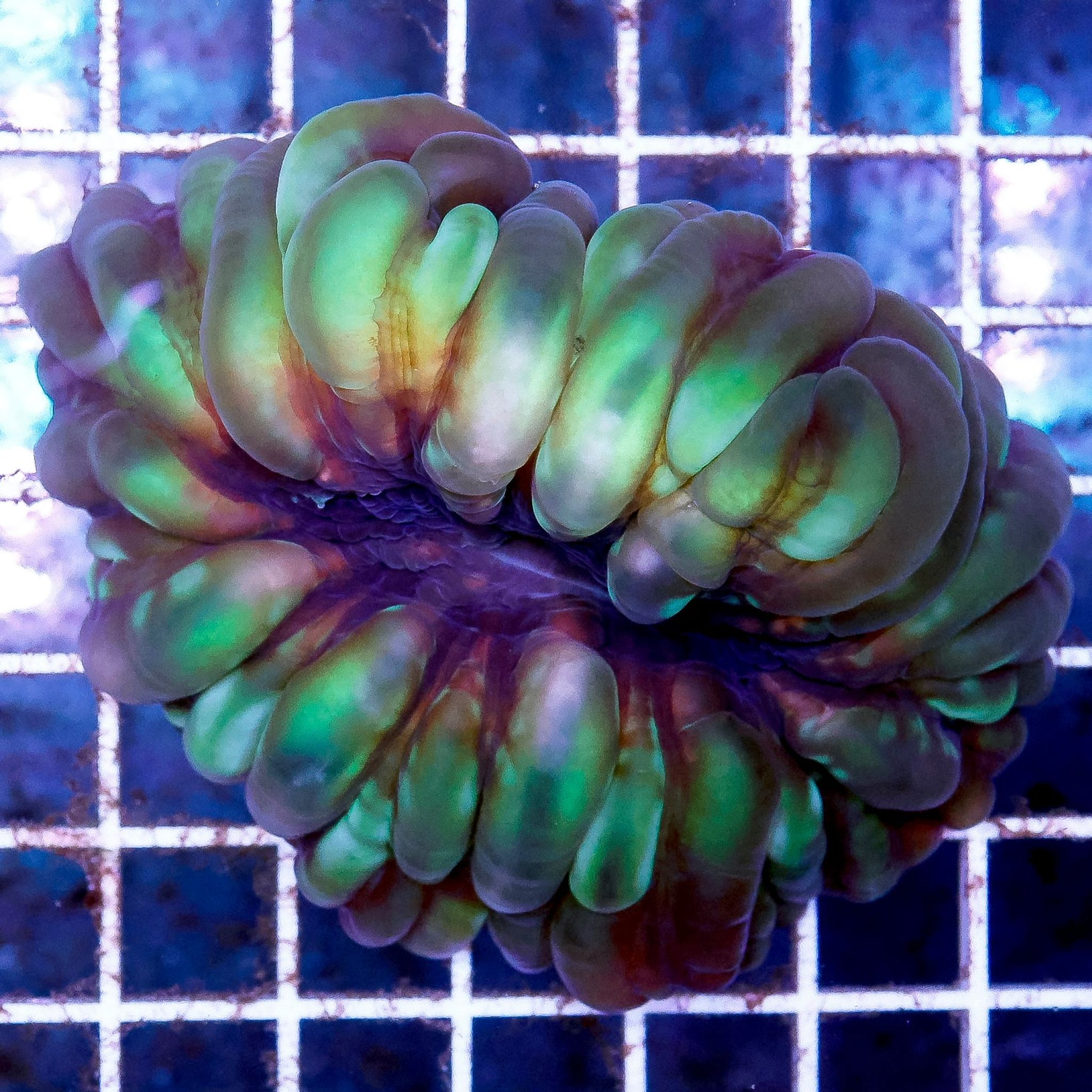 Green Cynarina Button Coral 3" WYSIWYG