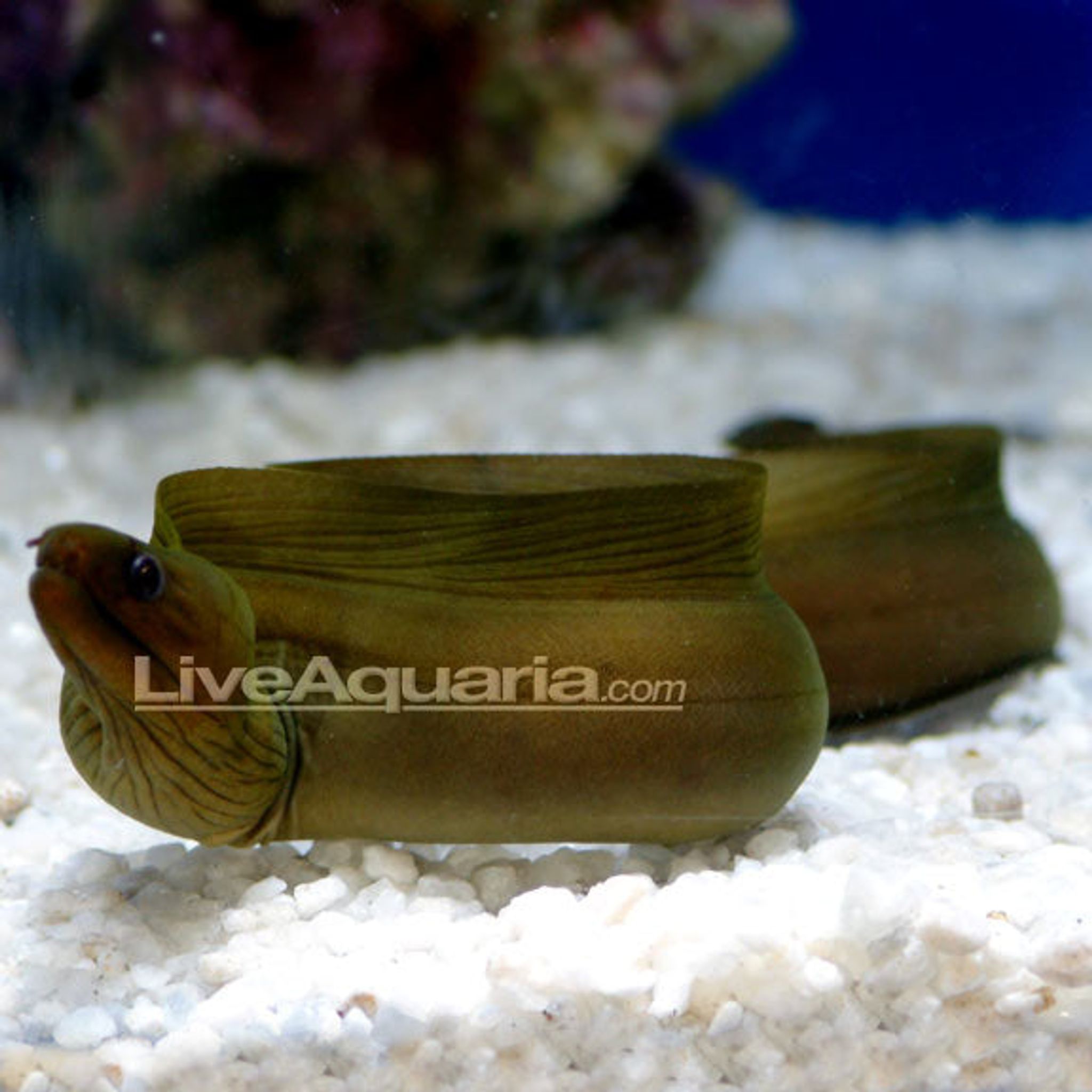 Green Eel (Gymnothorax funebris)