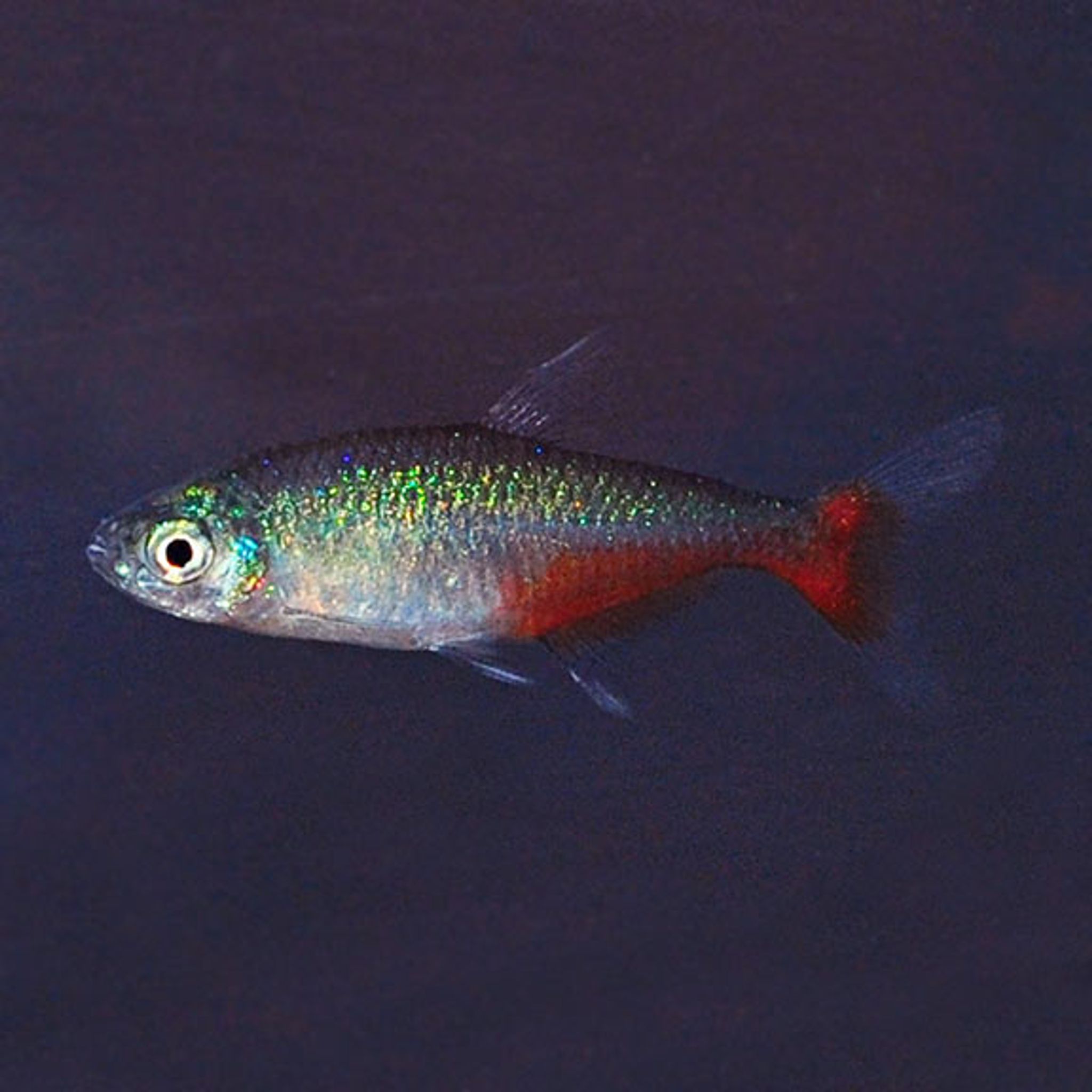Green Fire Tetra