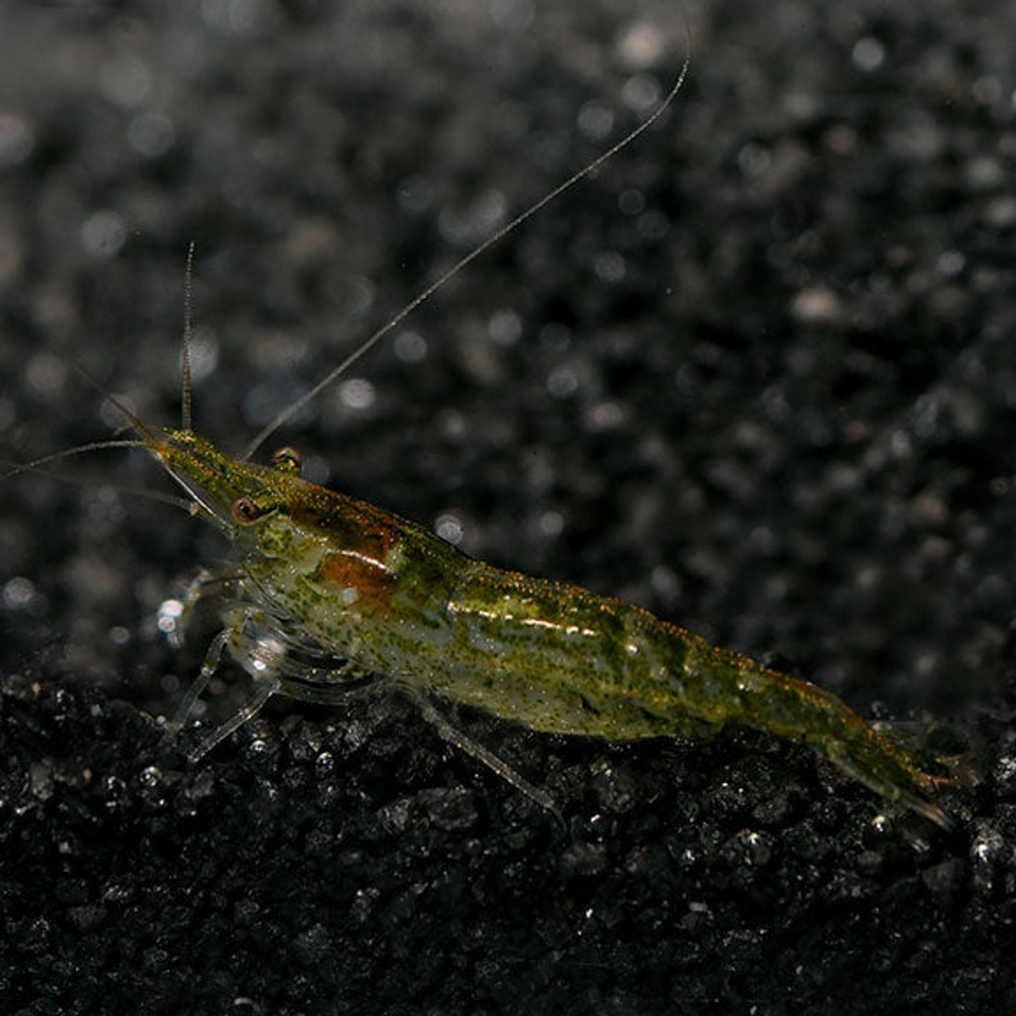 Green Jade Shrimp