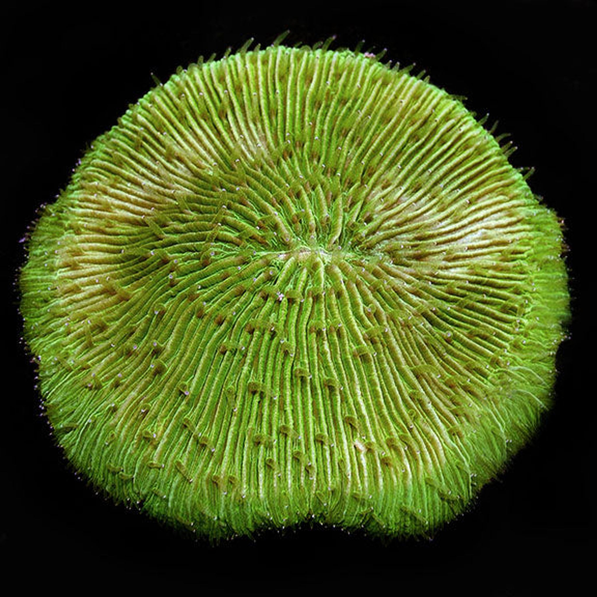 Green Plate Coral with Colored Polyps