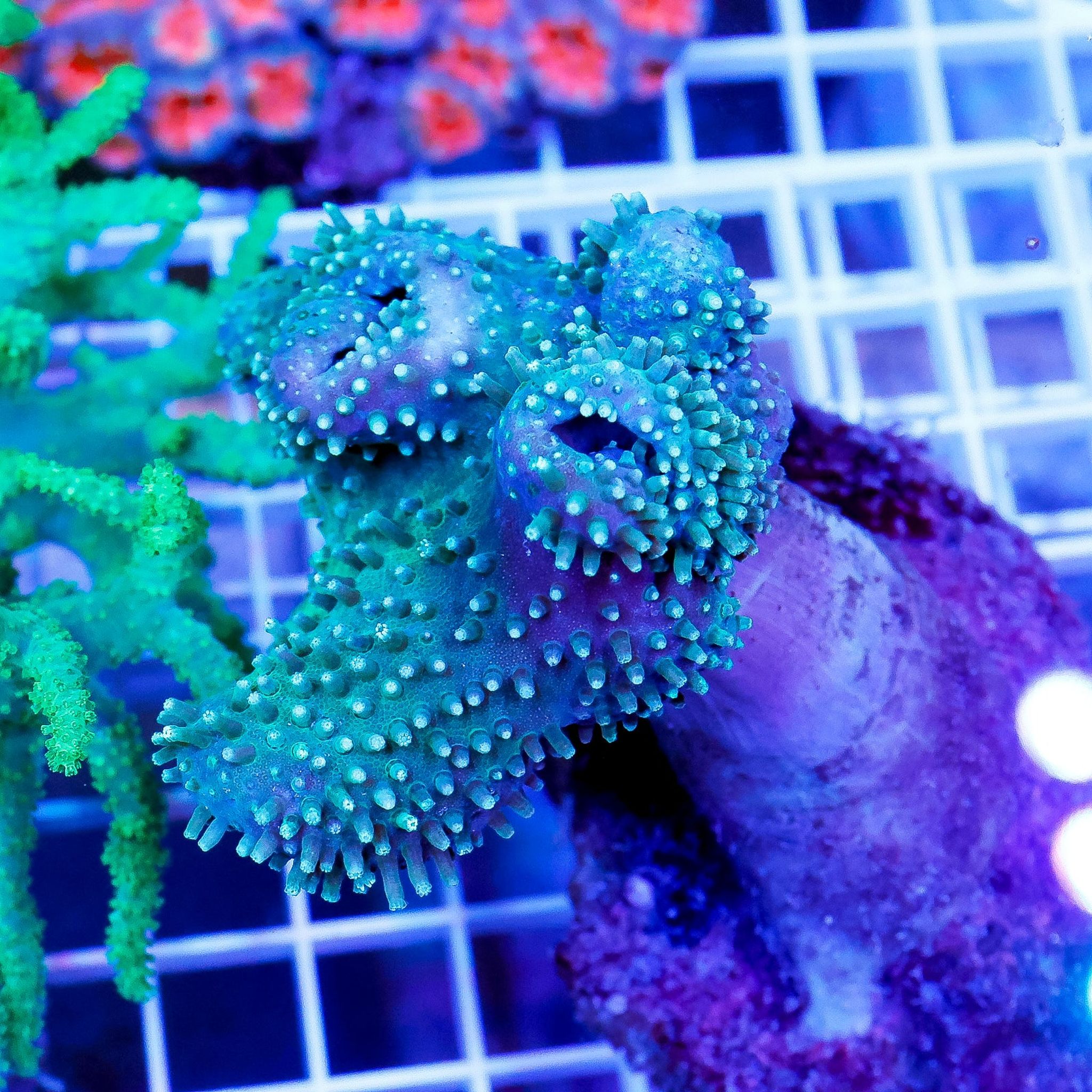 Green Polyp Toadstool Mushroom Leather Coral 2.75" WYSIWYG