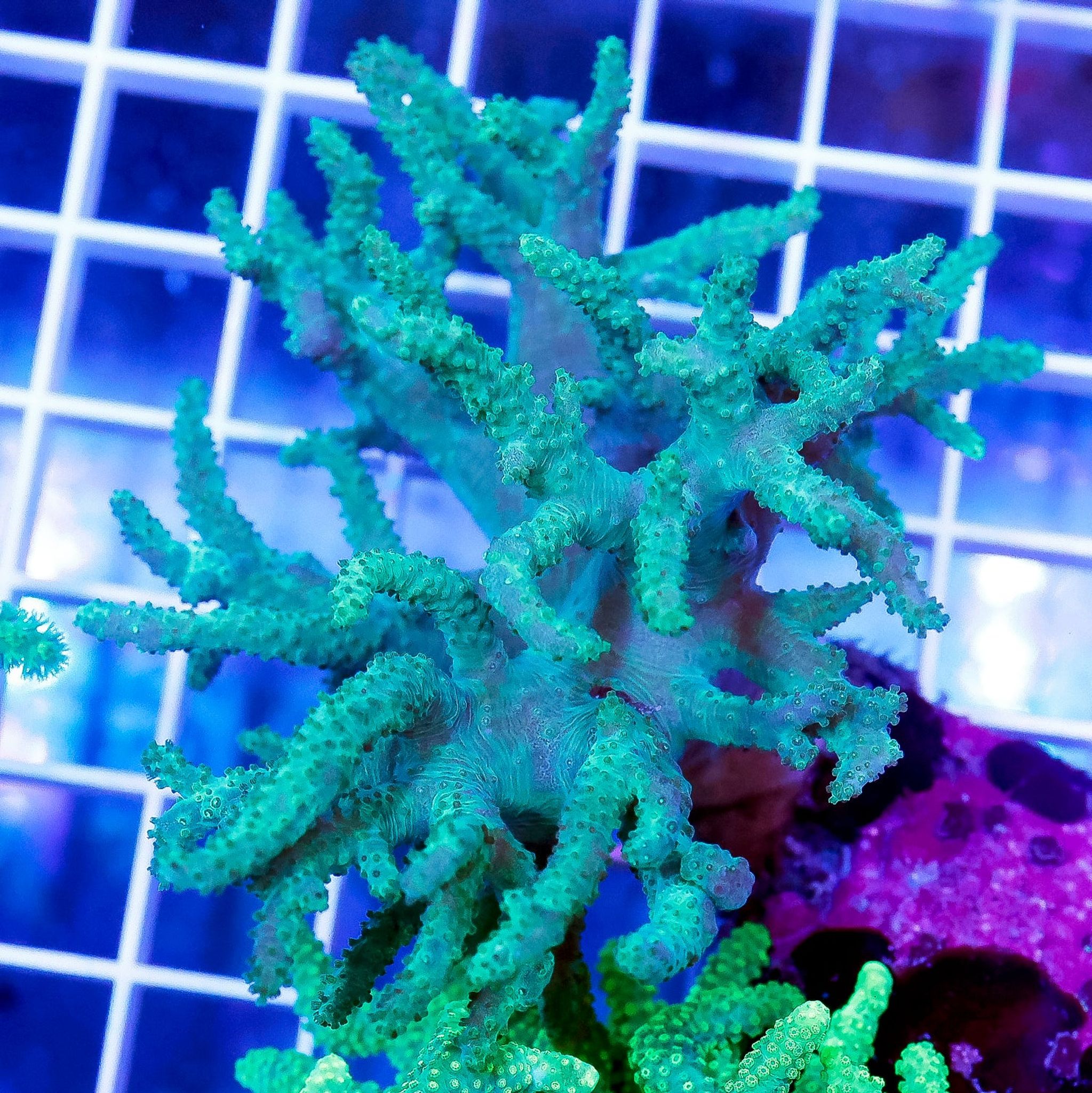 Green Spaghetti Finger Leather Coral 3" WYSIWYG