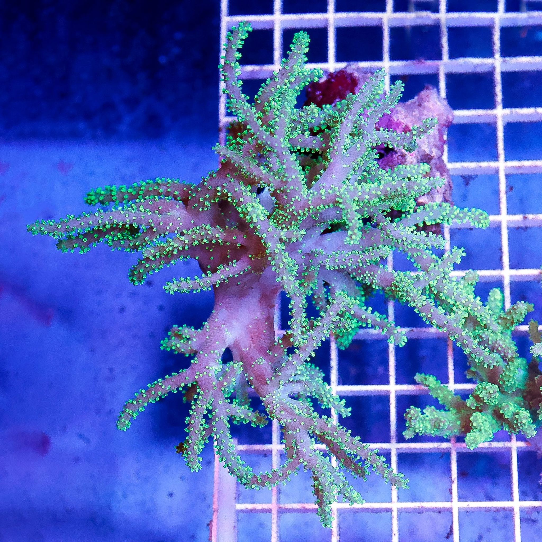 Green Spaghetti Finger Leather Coral 4.5" WYSIWYG