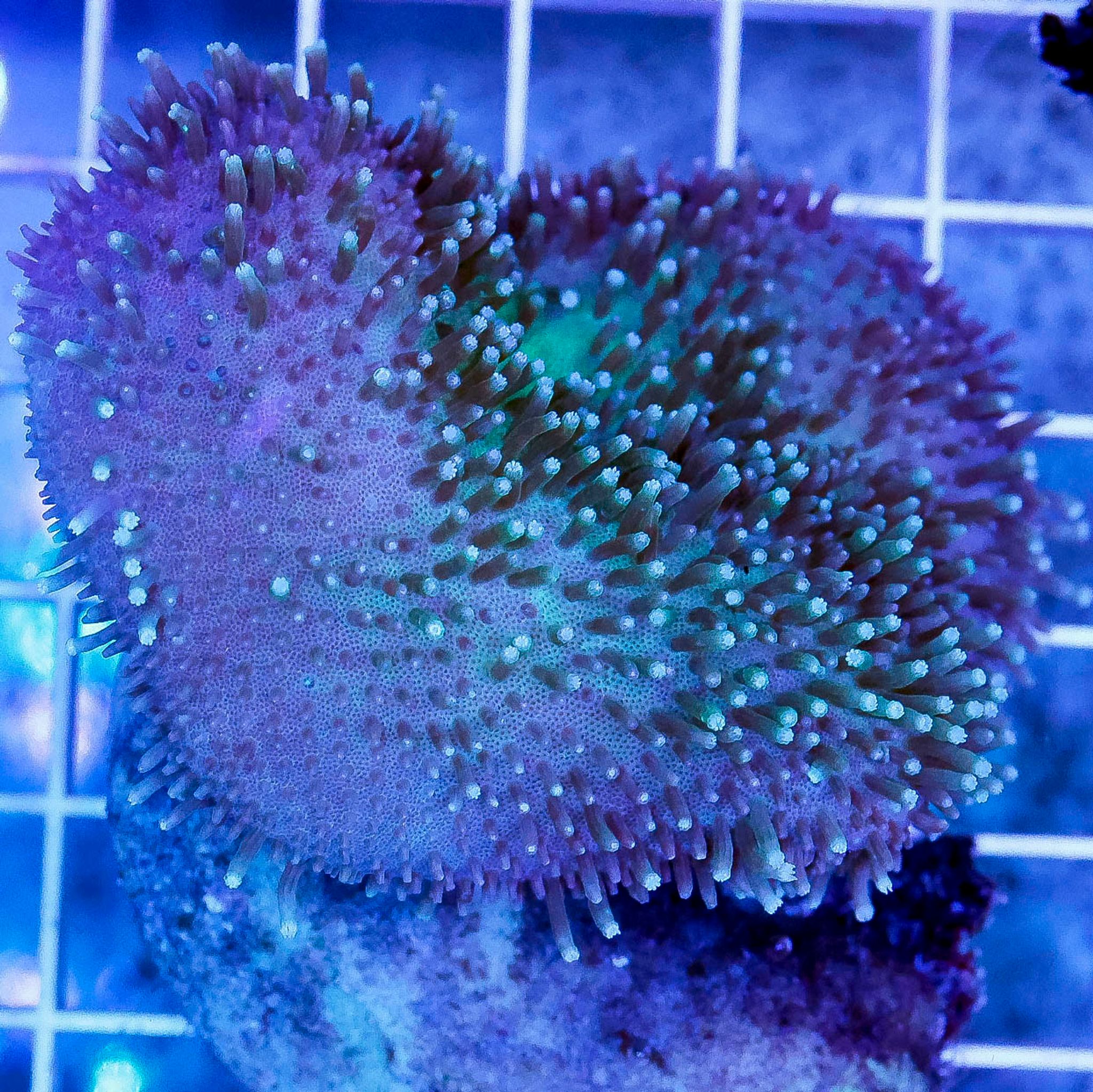 Green Toadstool Mushroom Leather Coral 2.5" WYSIWYG