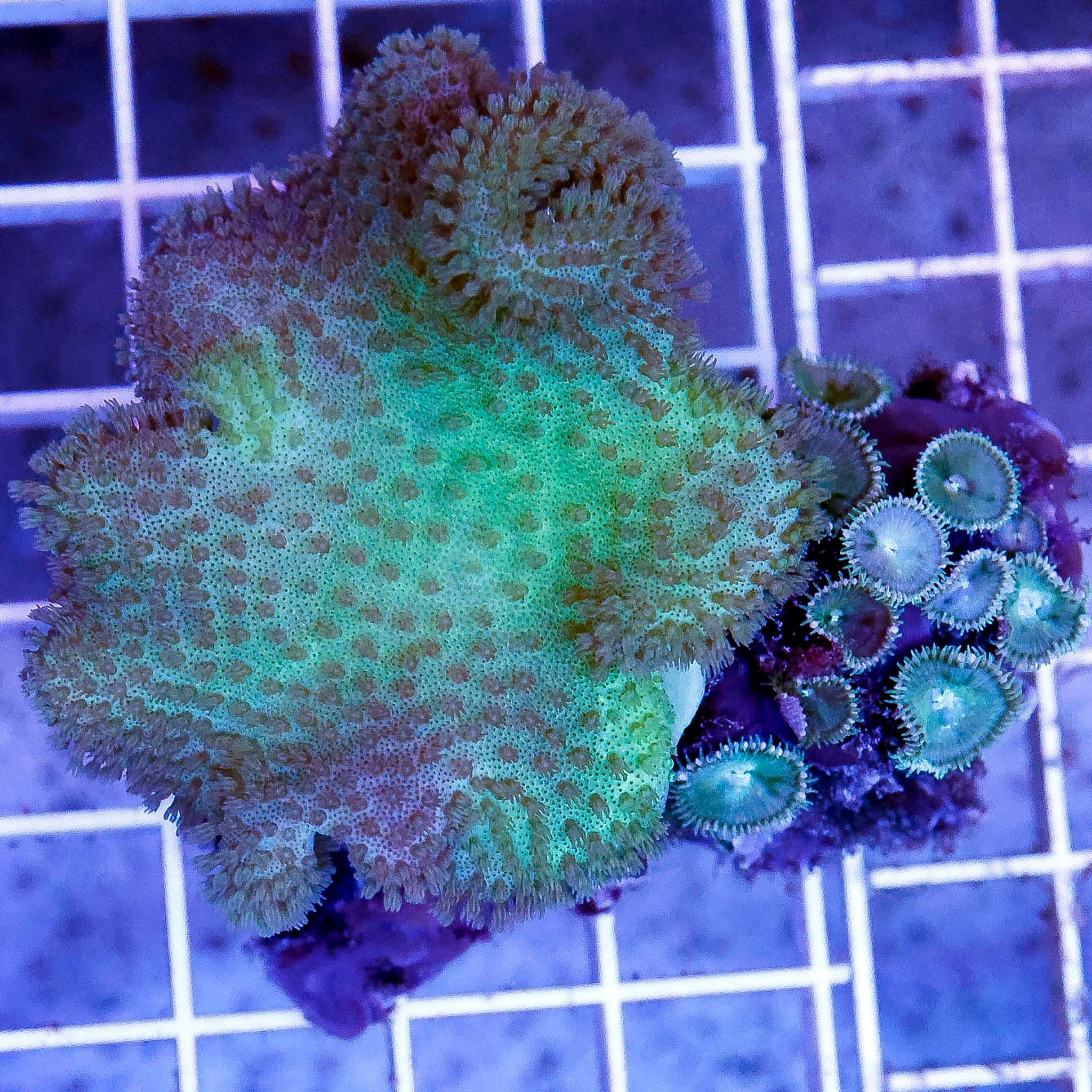 Green Toadstool Mushroom Leather Coral 2.25" WYSIWYG