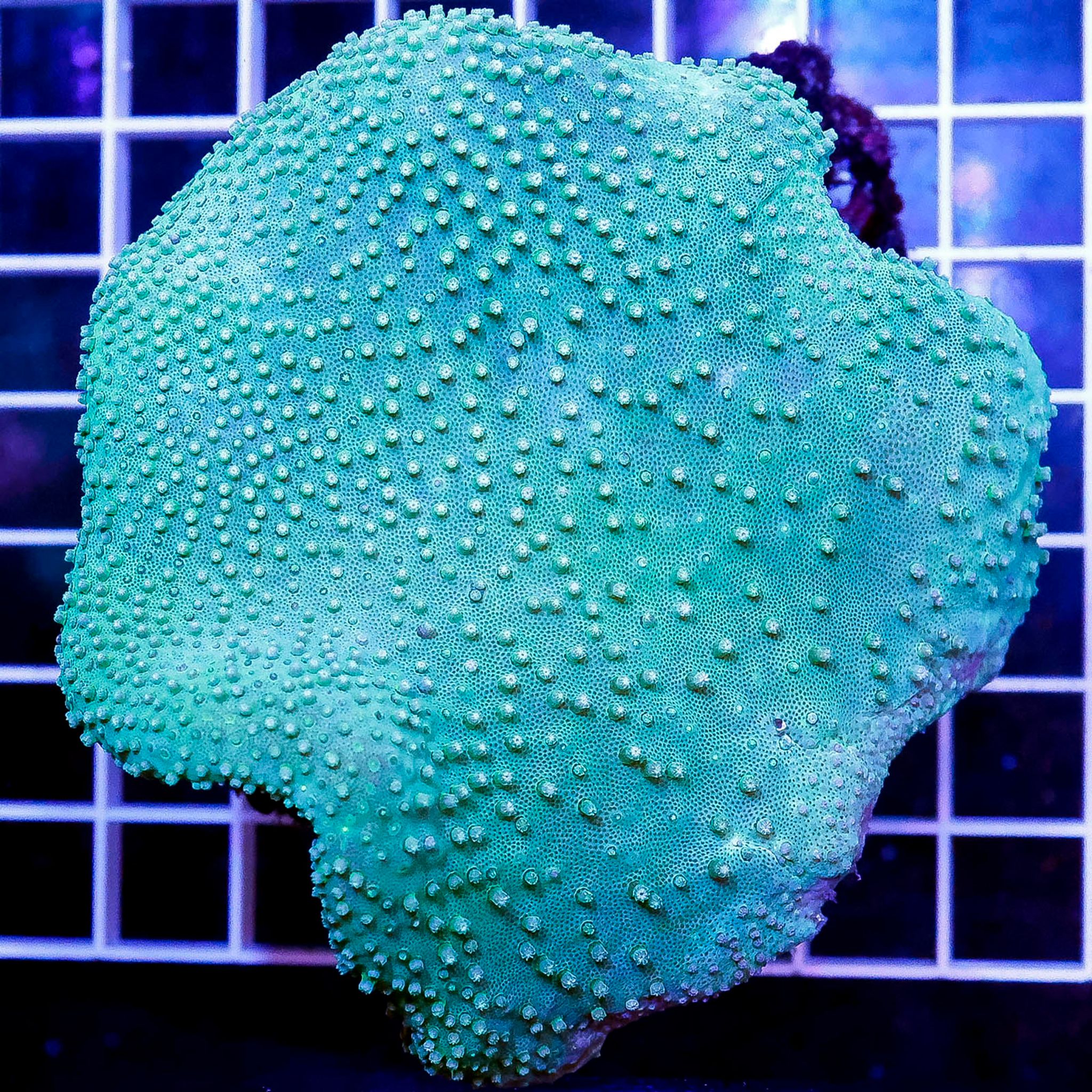 Green Toadstool Mushroom Leather Coral 3.5" WYSIWYG