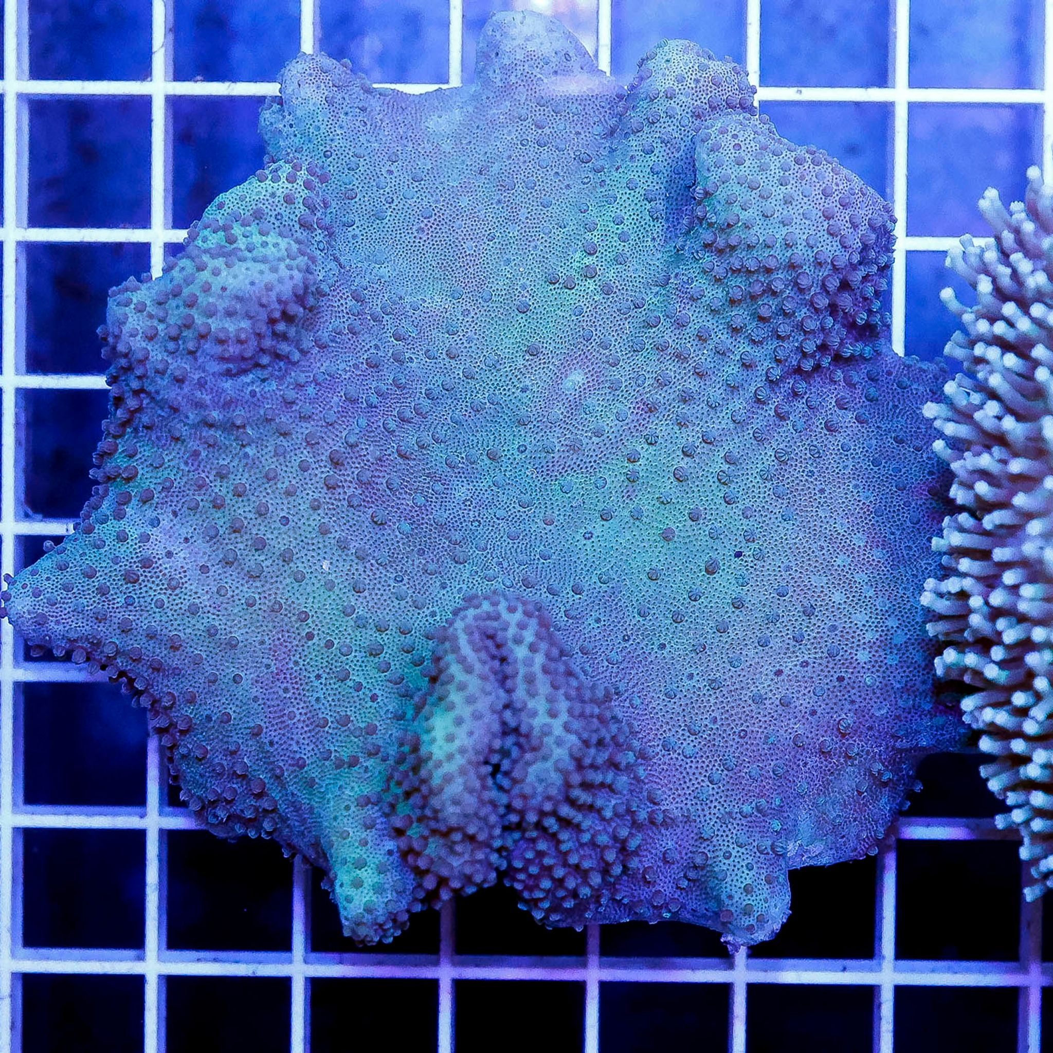Green Toadstool Mushroom Leather Coral 3.25" WYSIWYG