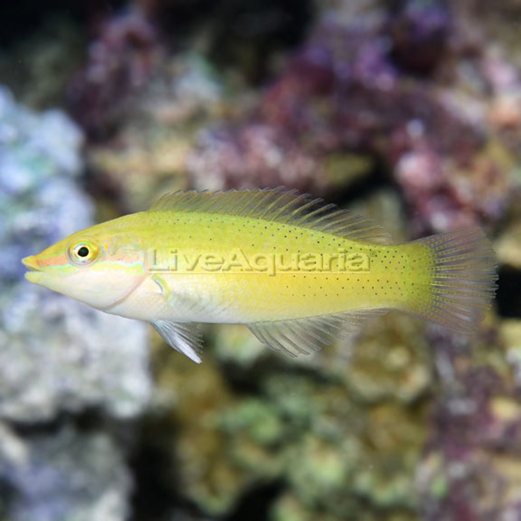 Green Wrasse (Halichoeres chloropterus)