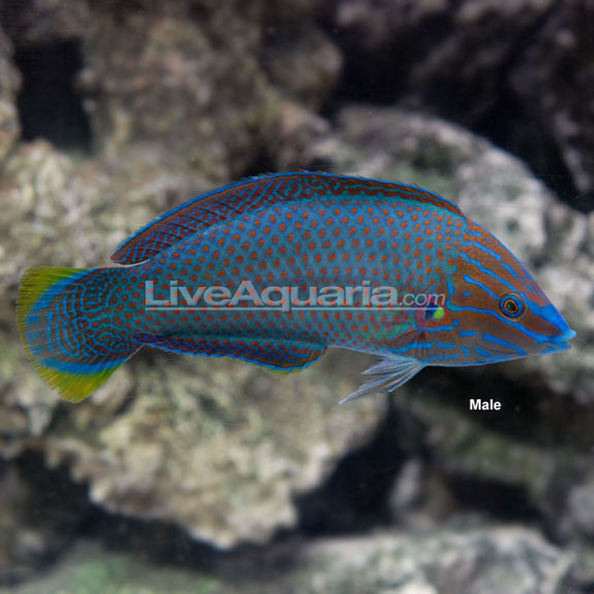 Grey Head Wrasse (Halichoeres leucurus)