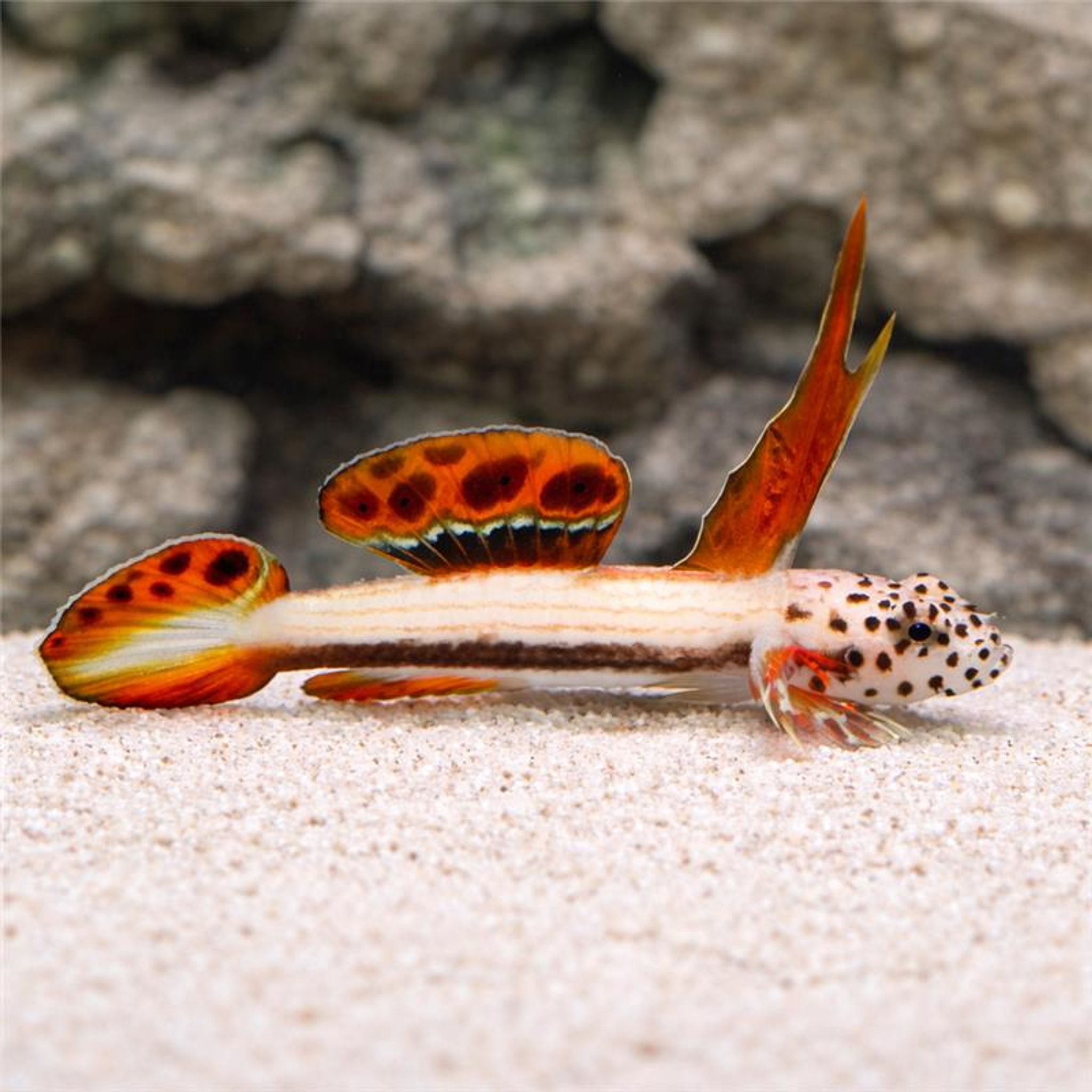 Griessingeri Goby