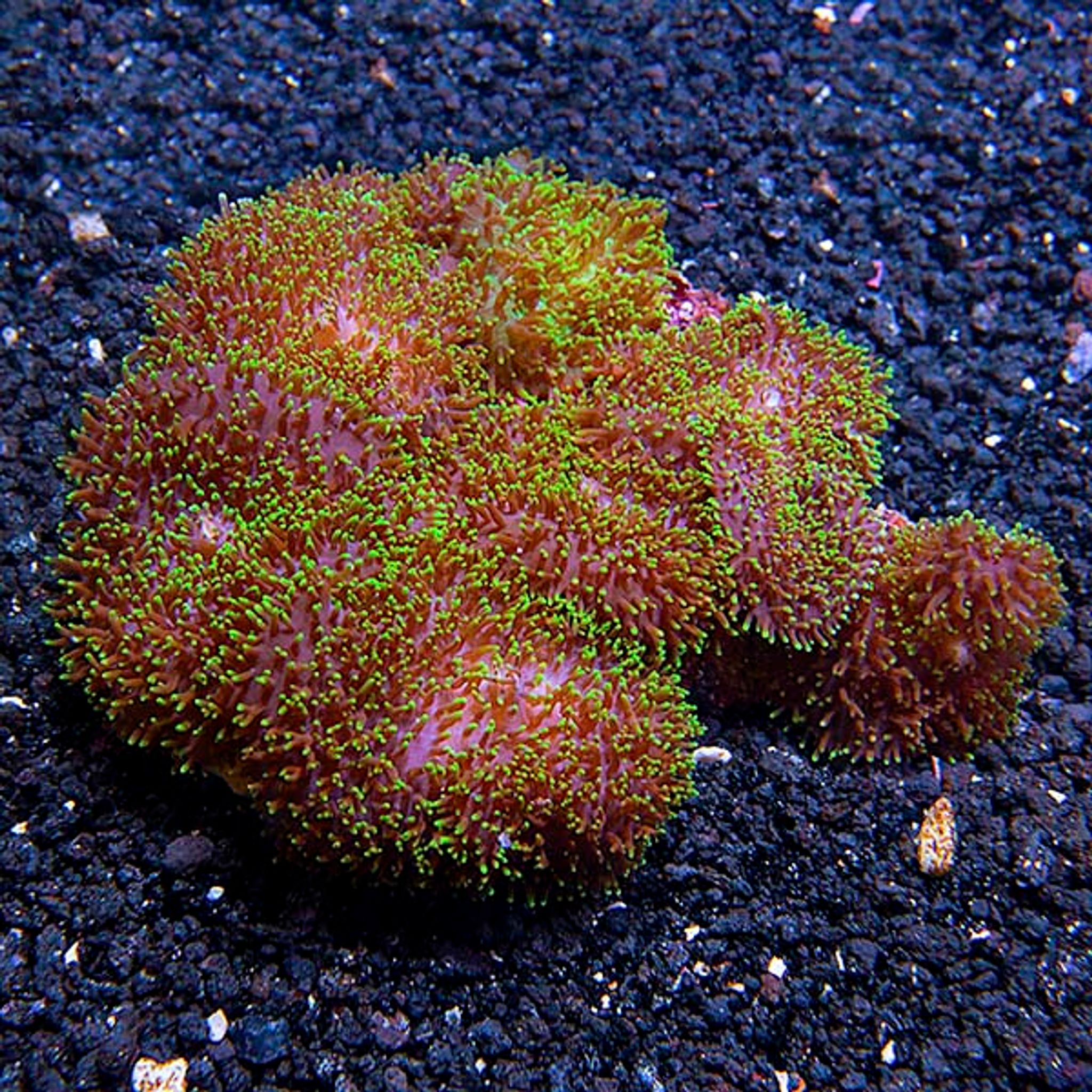 Hairy Mushroom Coral