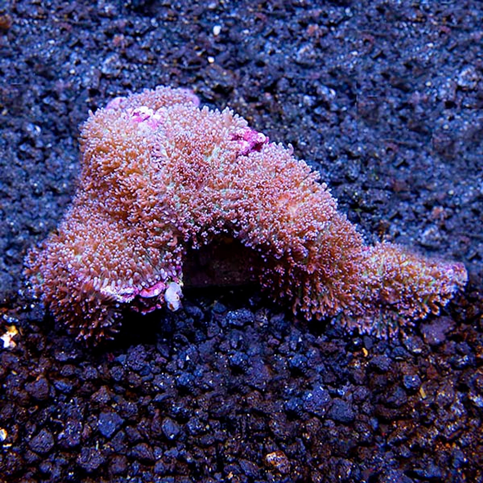 Hairy Mushroom Coral