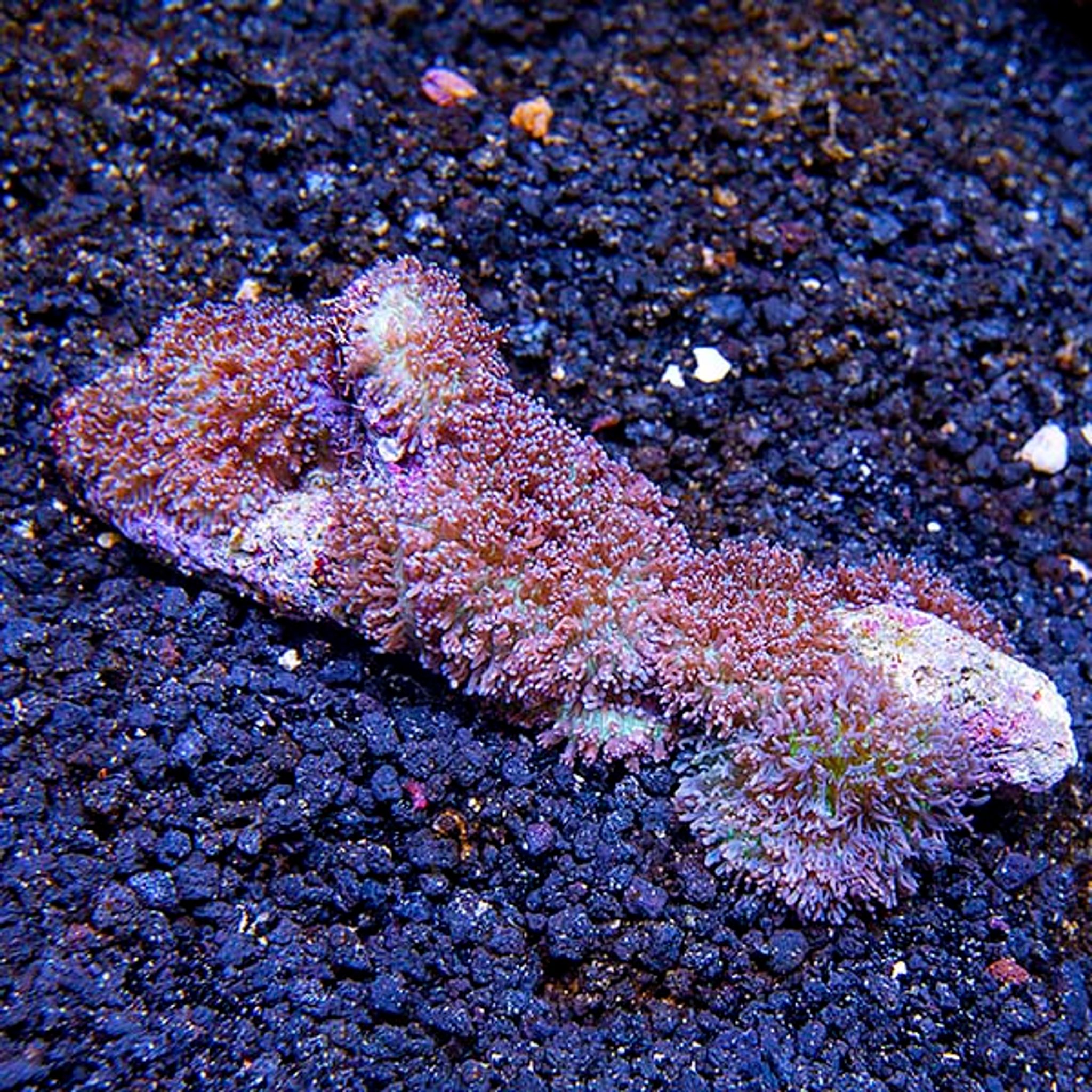Hairy Mushroom Coral
