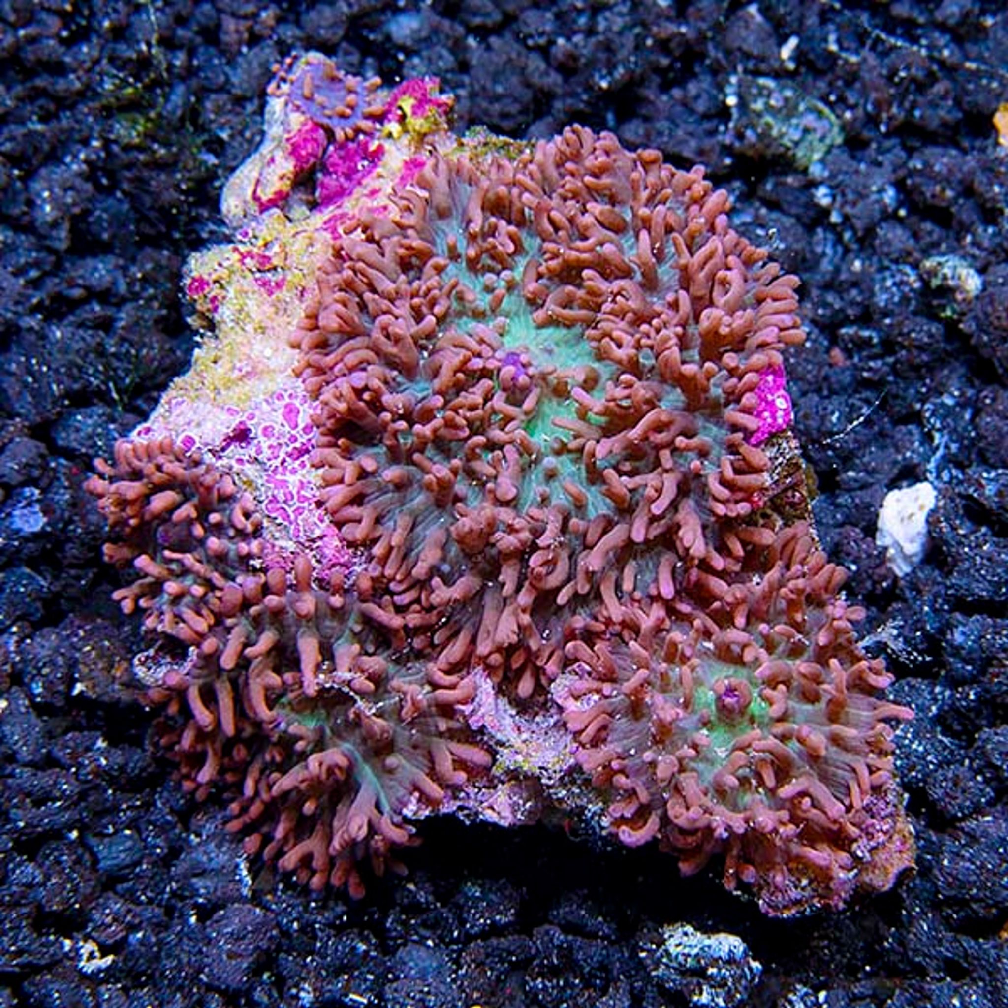 Hairy Mushroom Coral