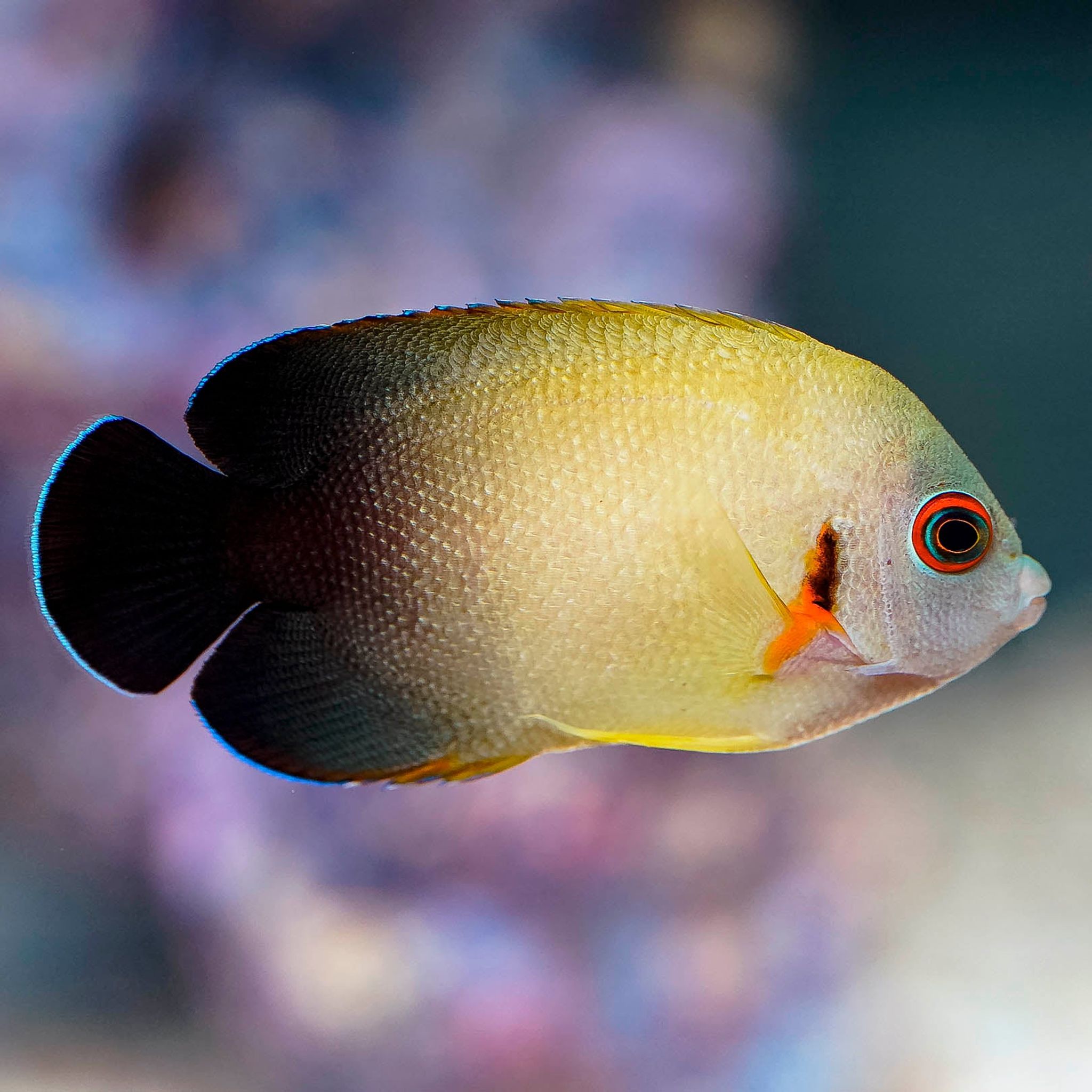 Half Black Angelfish 2.5" WYSIWYG