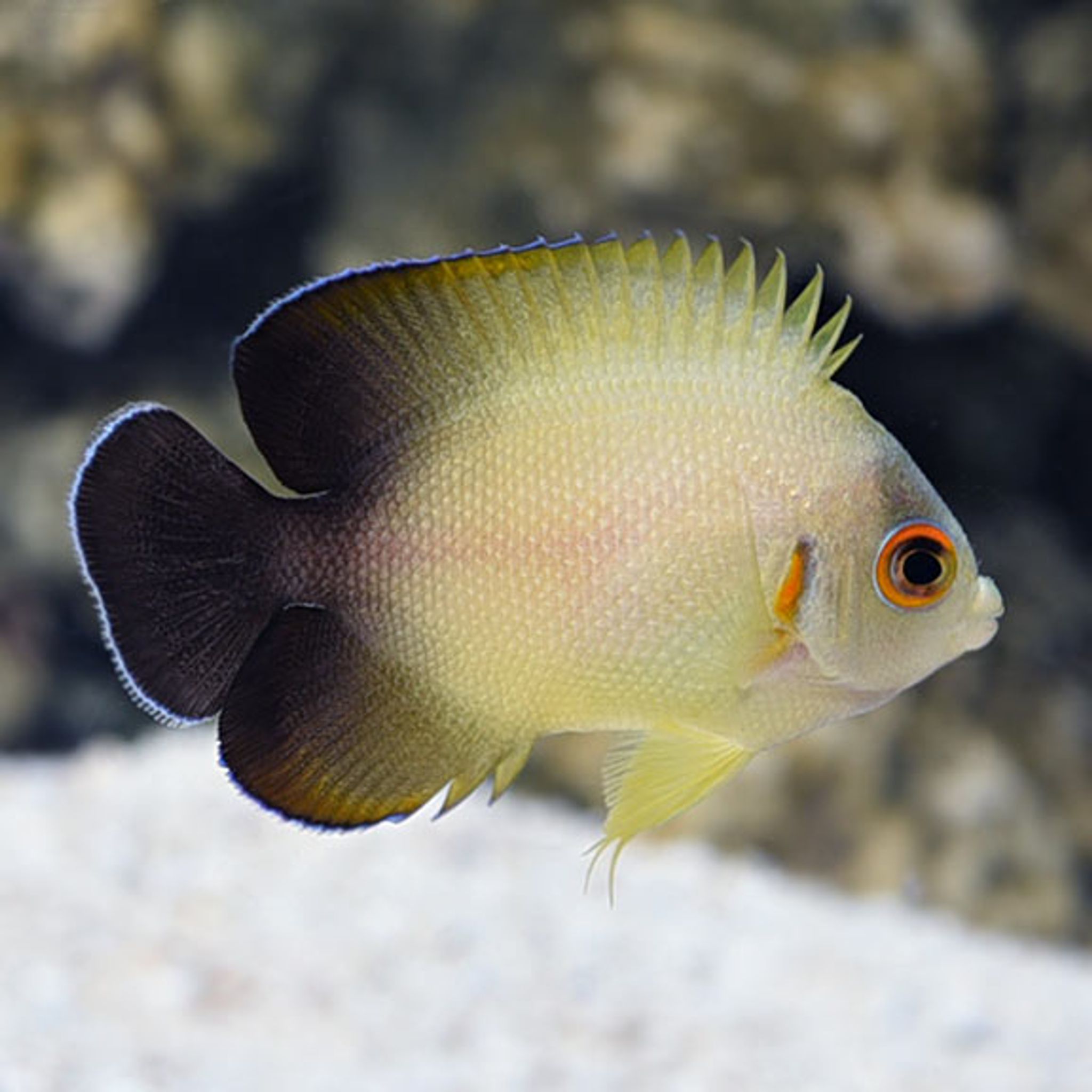 Half Black Angelfish (Centropyge vroliki)