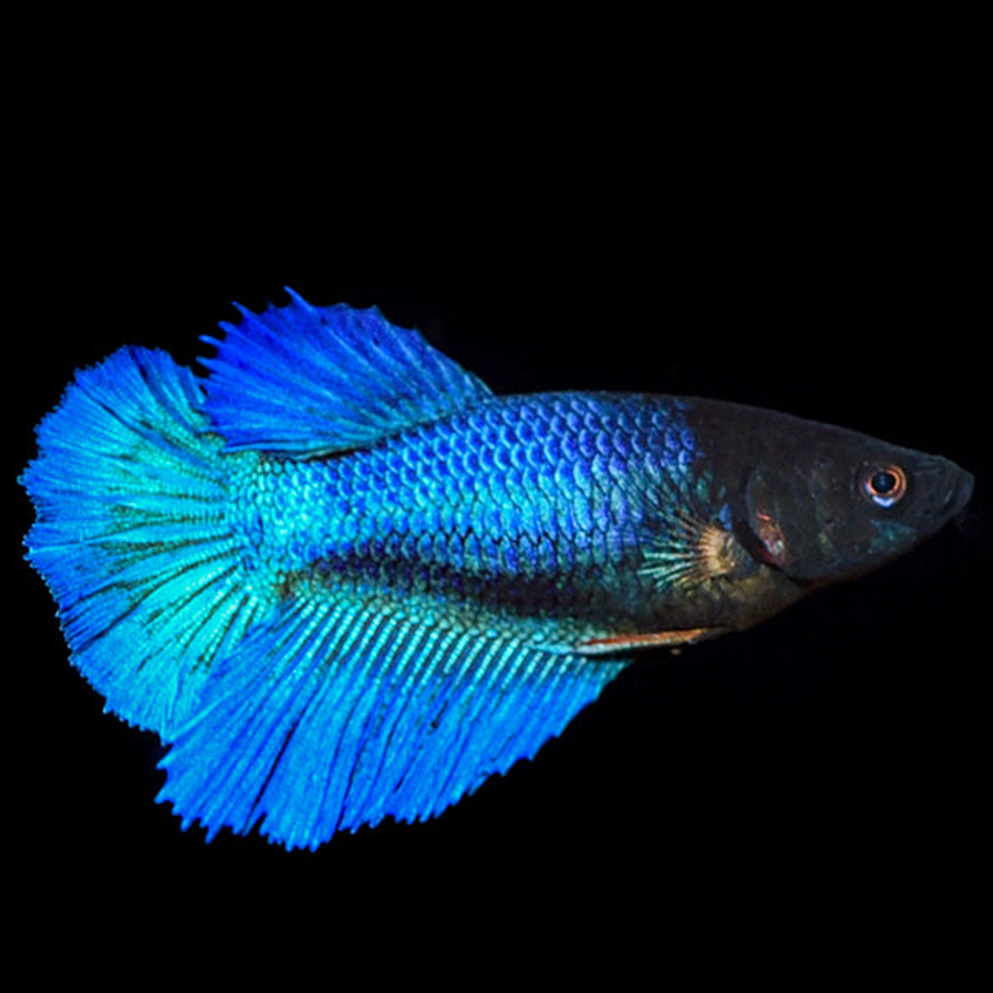 Halfmoon Betta, Female