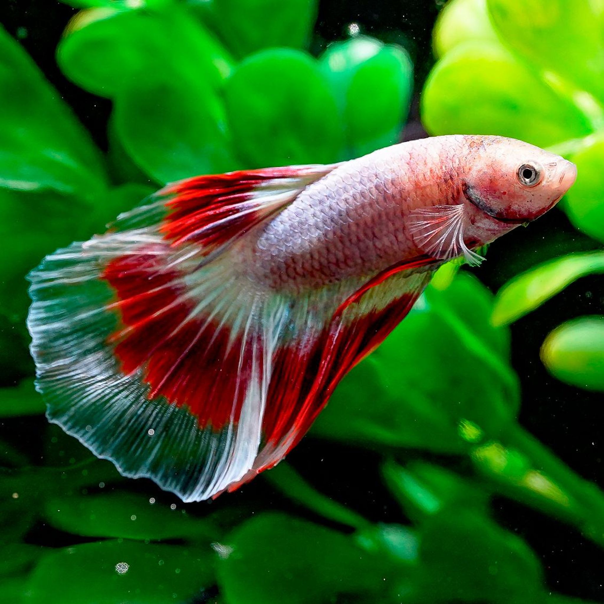Halfmoon Butterfly Red Ribbon Betta - Male - WYSIWYG (Betta splendens)