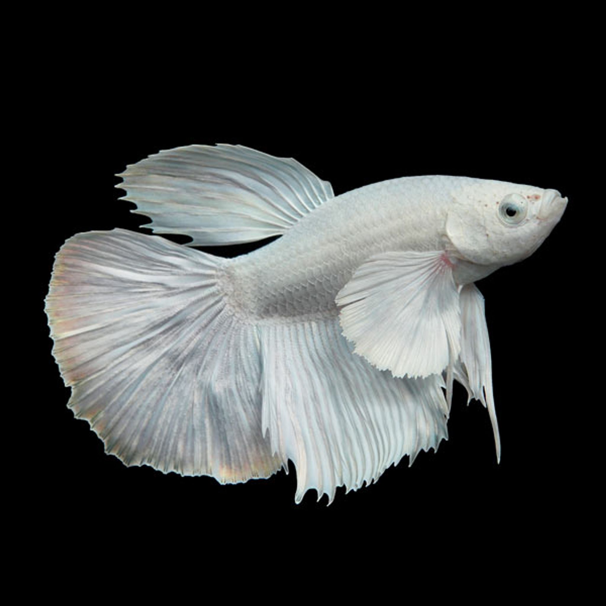 Halfmoon Platinum Betta, Male