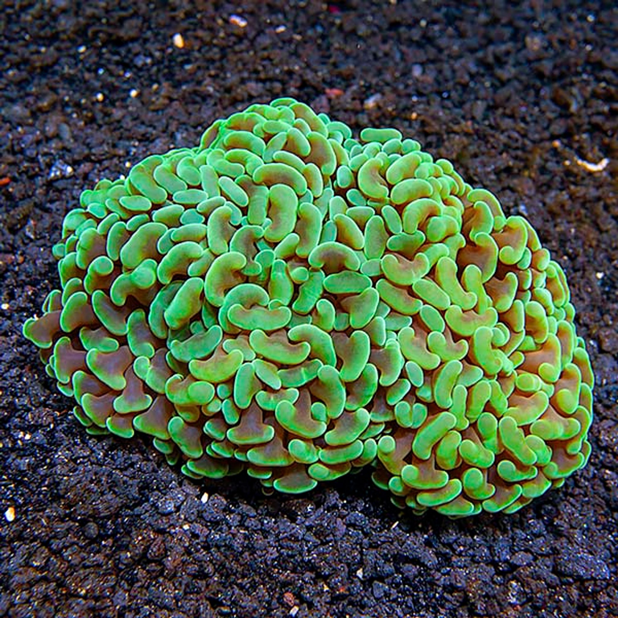 Best Placement for Hammer Coral: PAR, Flow and Space Requirements
