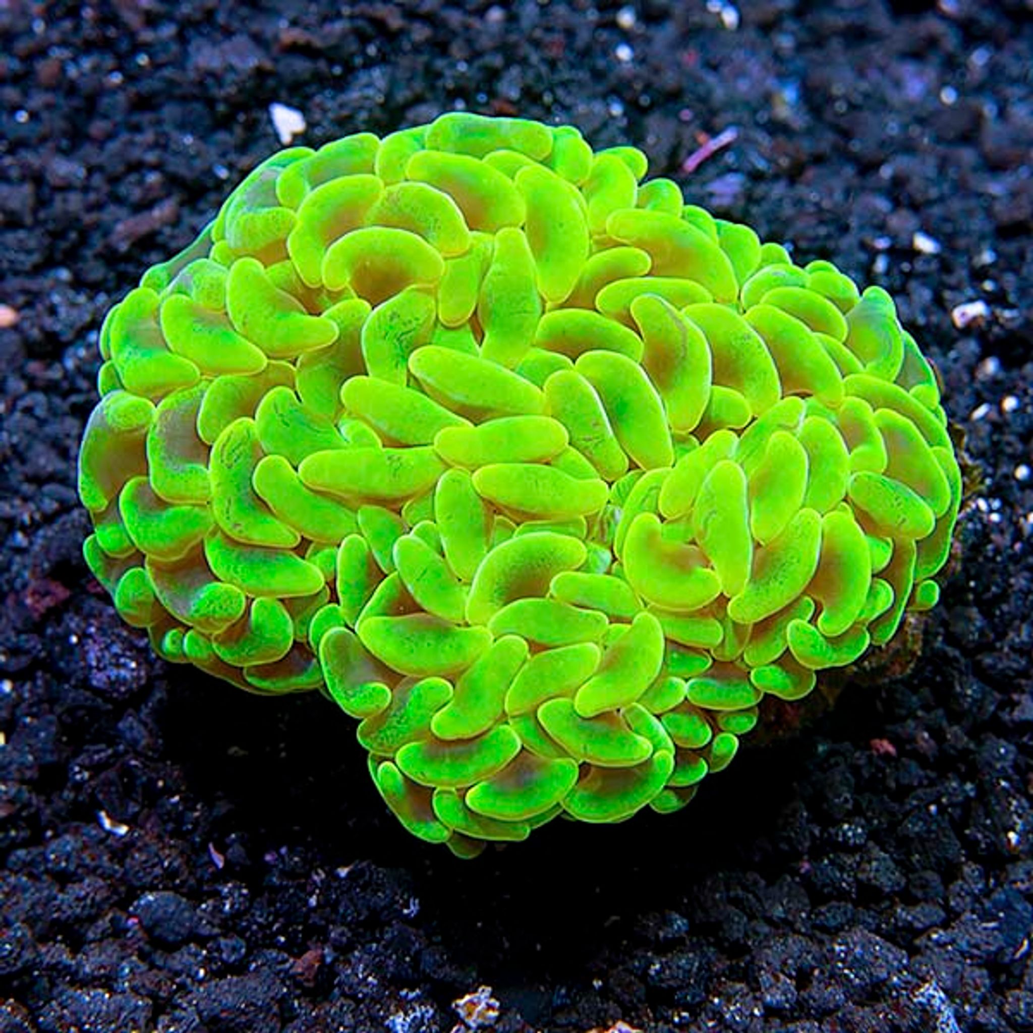 Hammer Coral